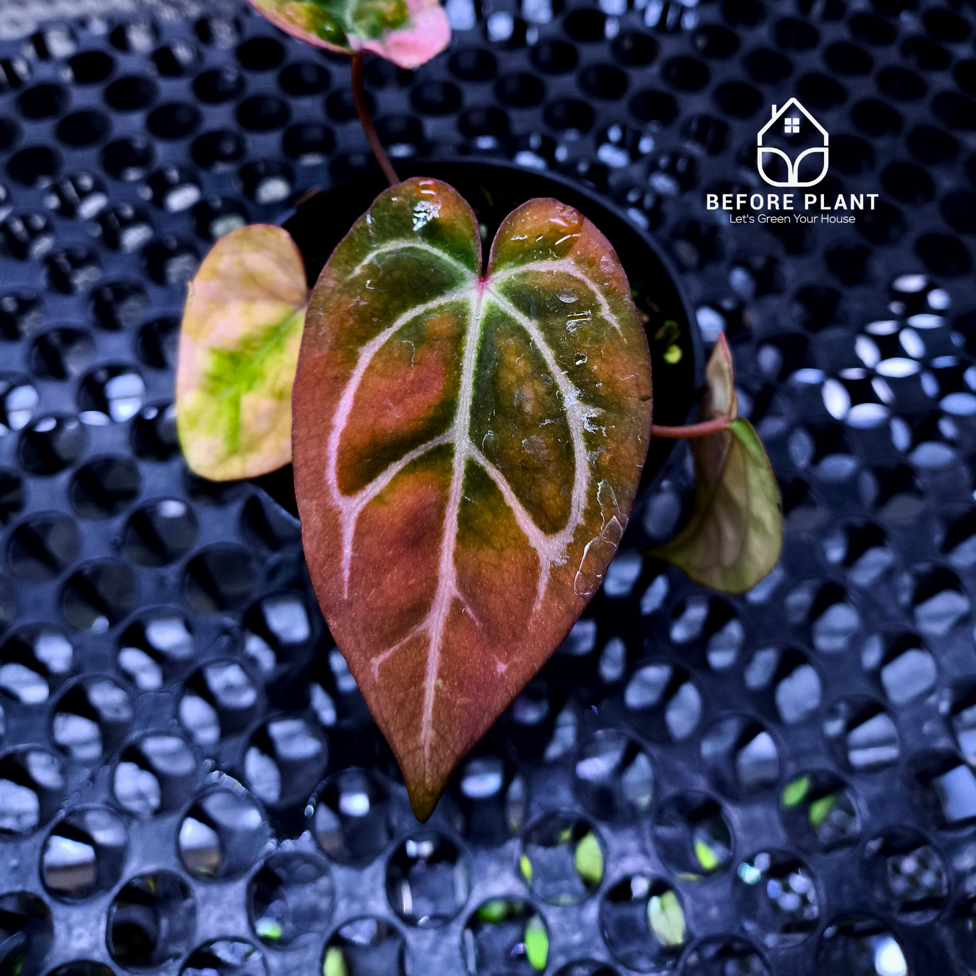 Anthurium Papi Variegated x Carla