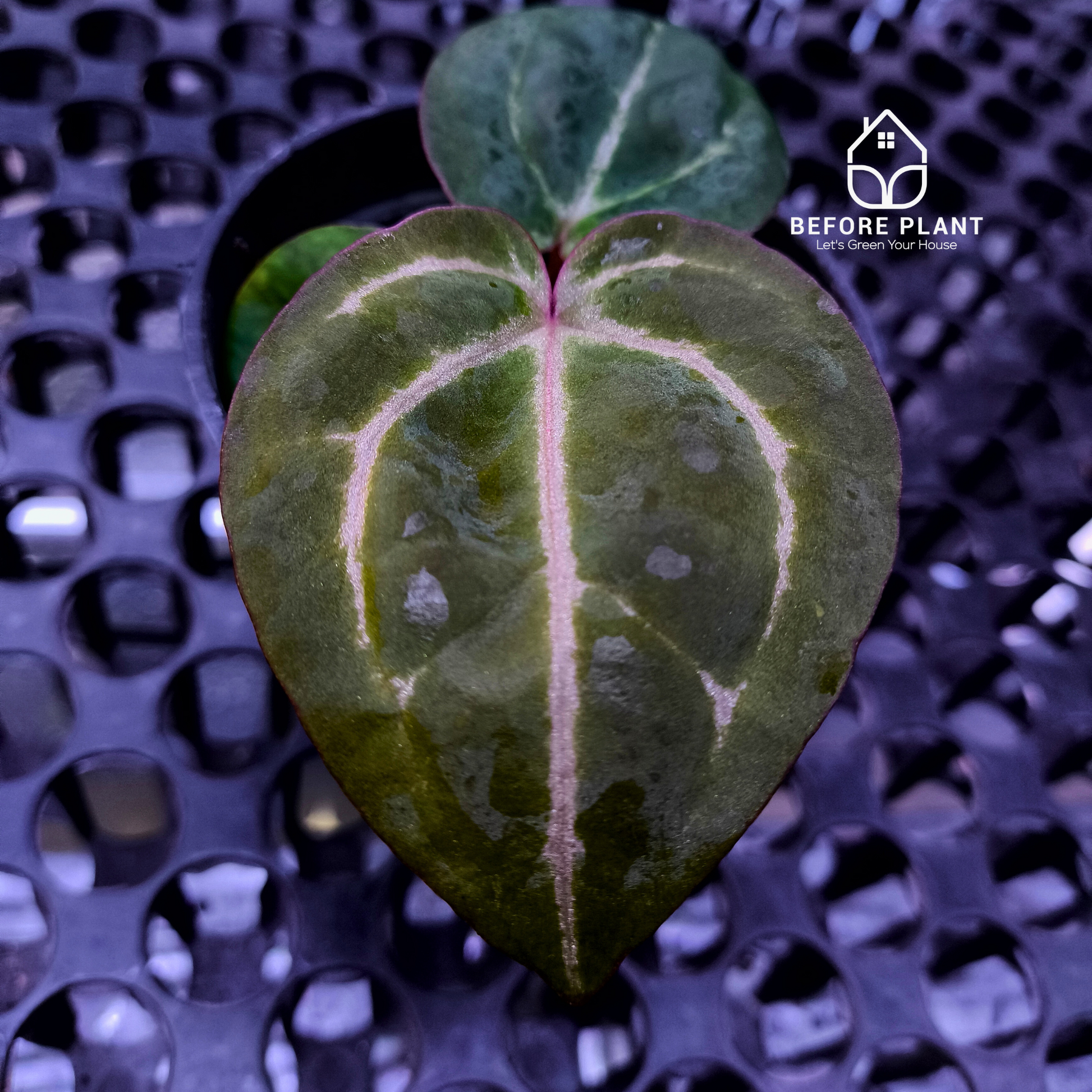 Anthurium Michelle X BVIT ZM RED