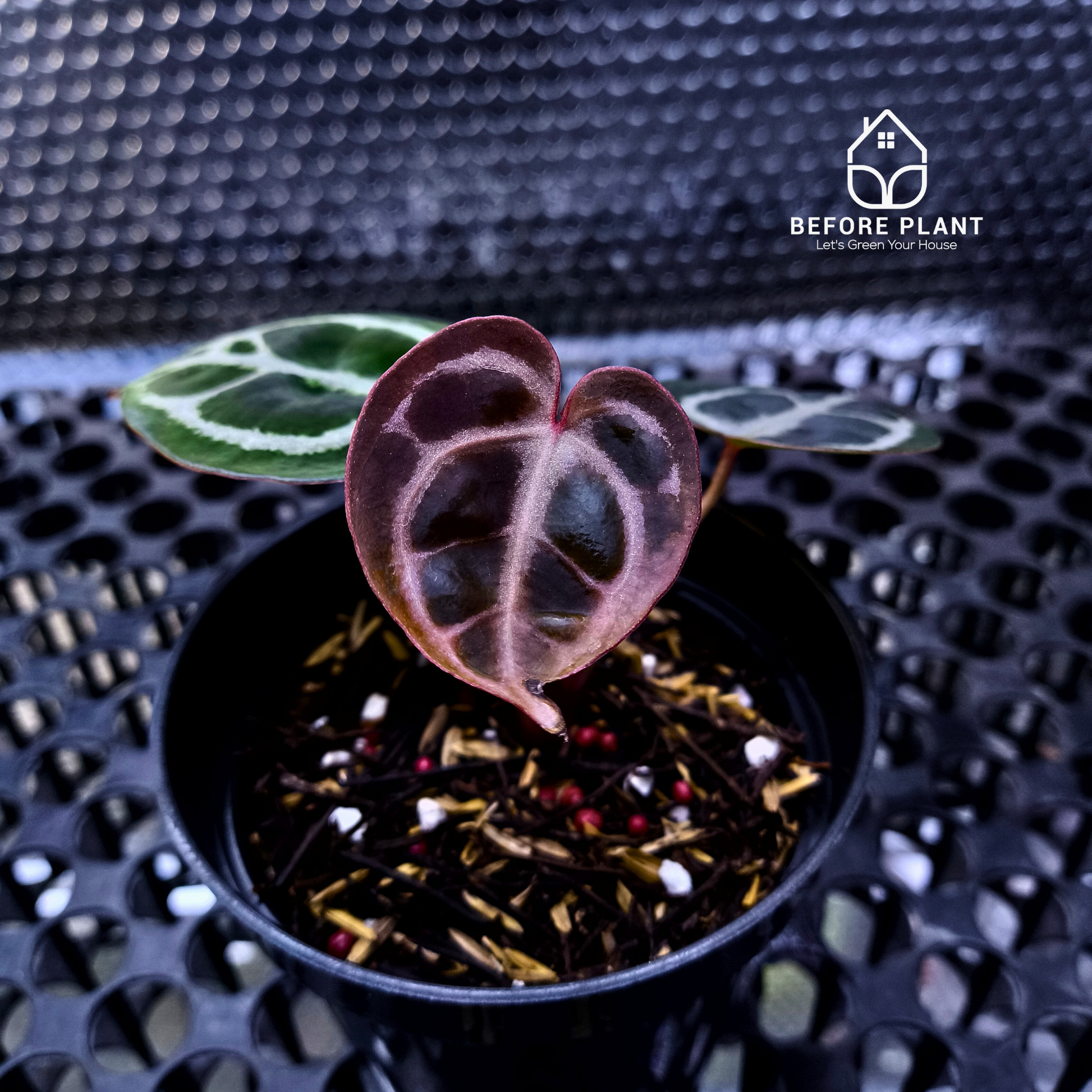 Anthurium Red Tiger