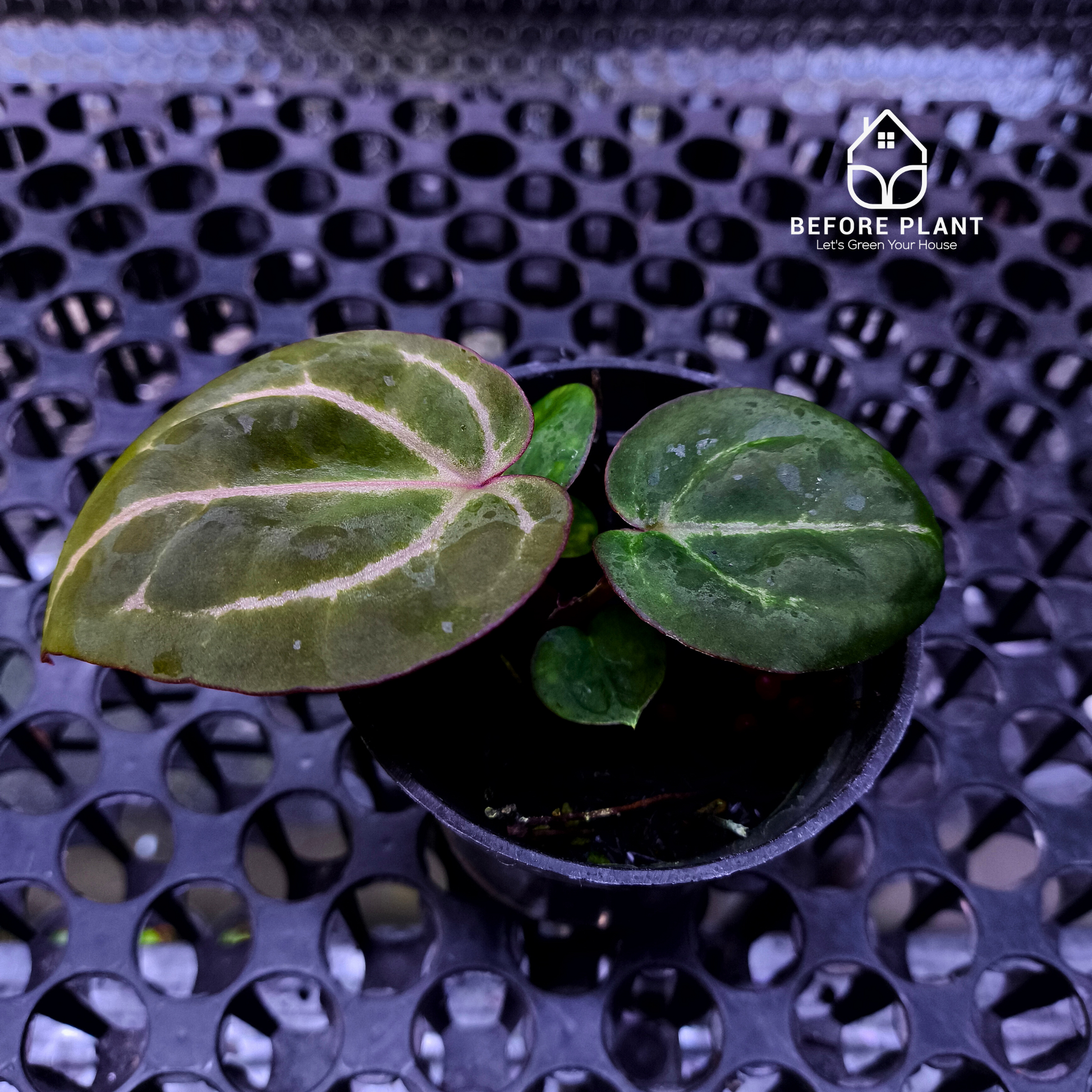 Anthurium Michelle X BVIT ZM RED
