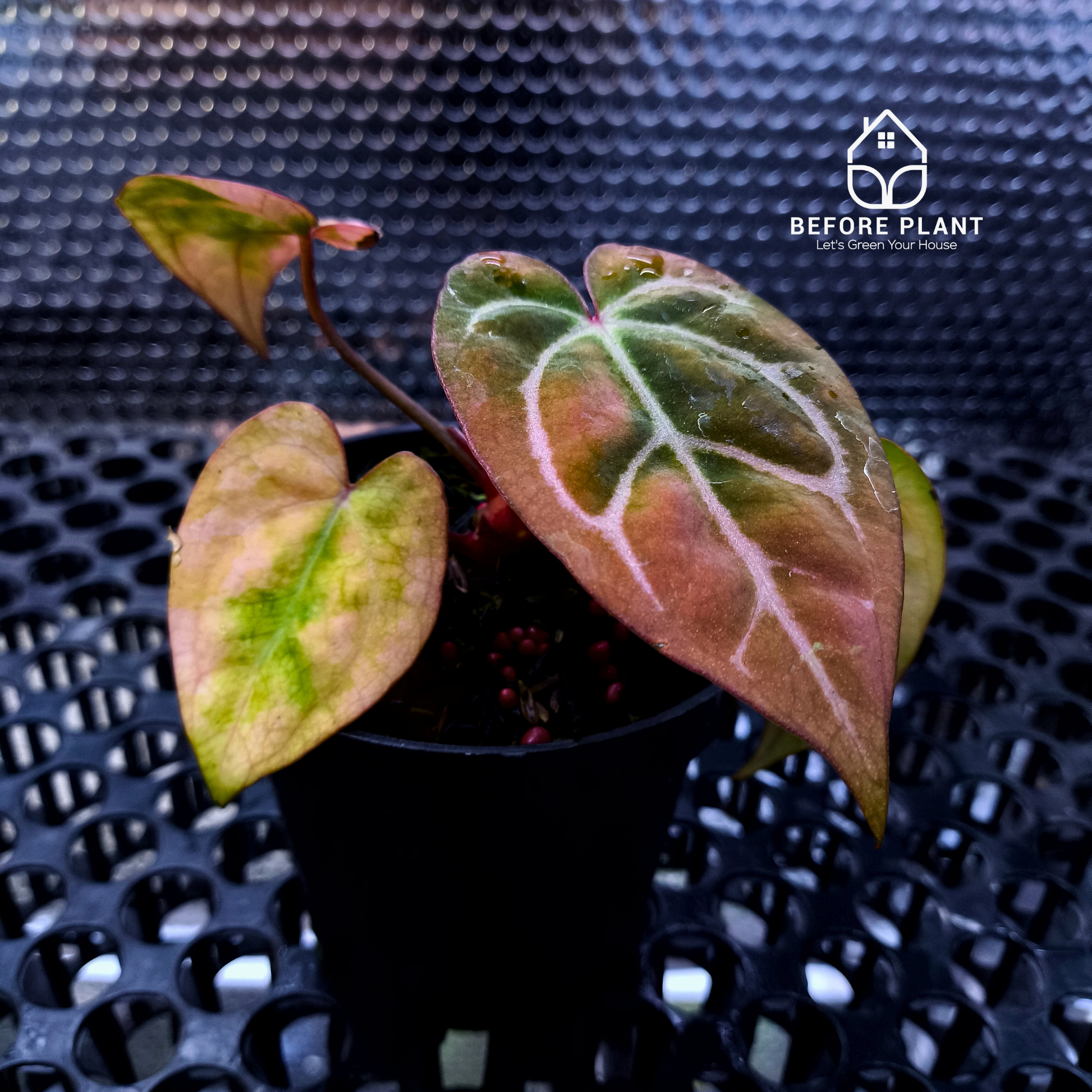 Anthurium Papi Variegated x Carla