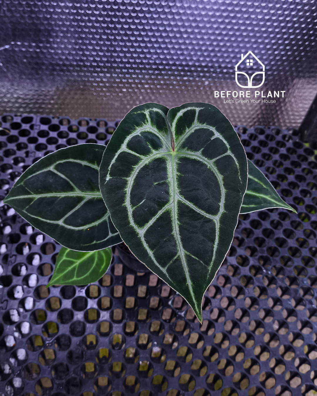 Anthurium Panglima x King Of Spades ( KOS/HU ) – Beforeplant