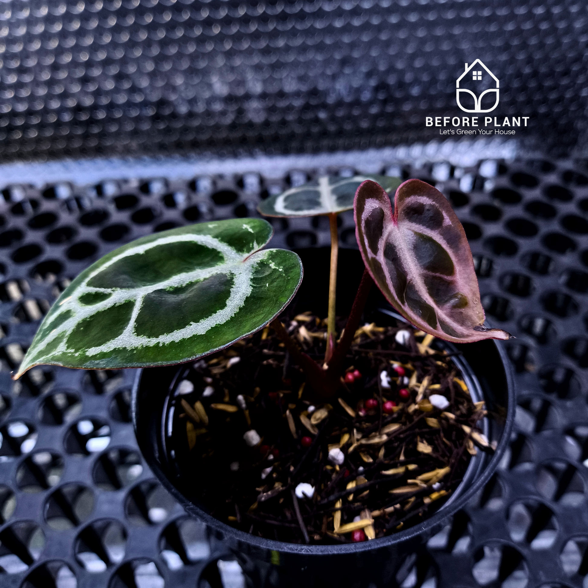 Anthurium Red Tiger