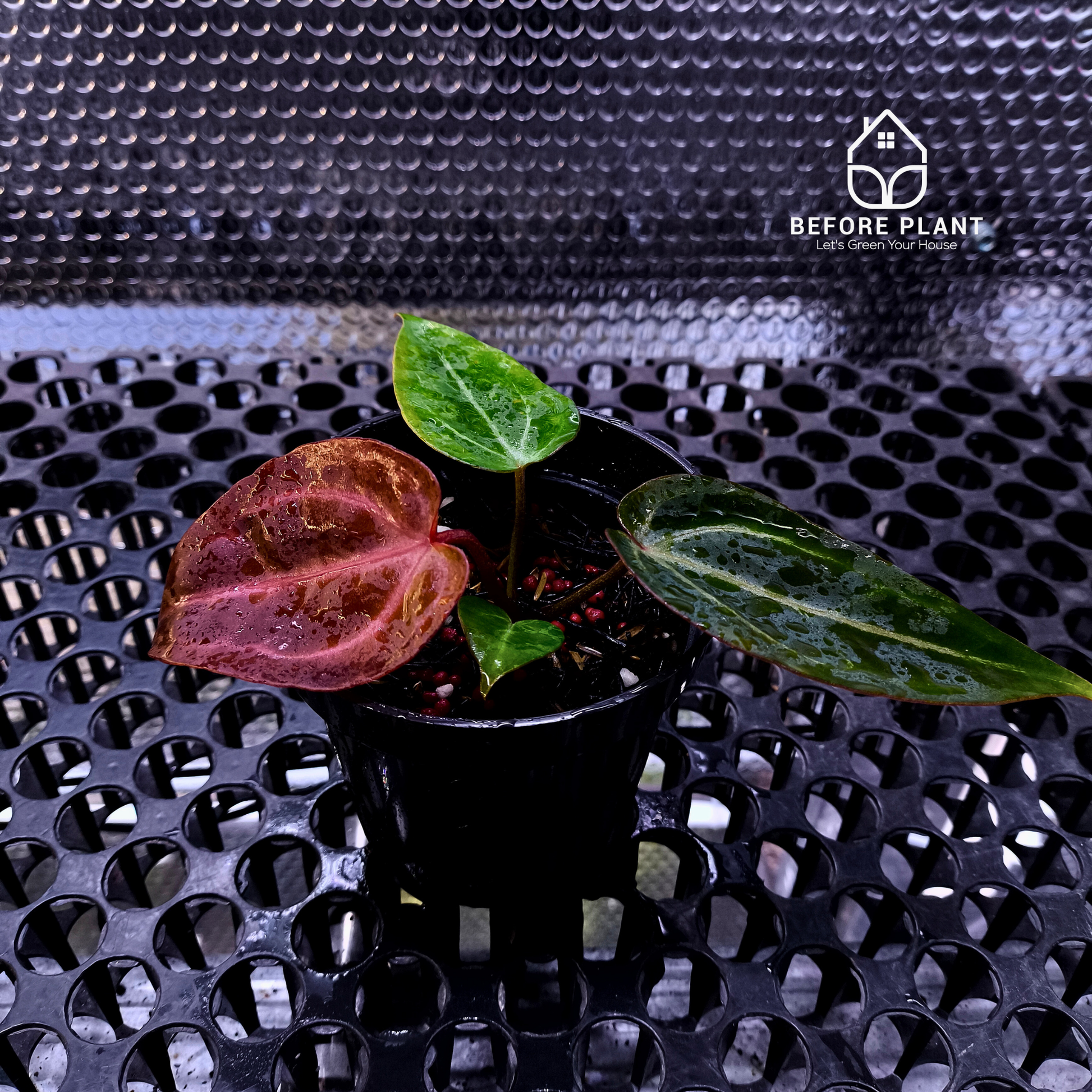 Anthurium ( Dark Handsome x Red Velvet Cake ) x Michelle Variegated