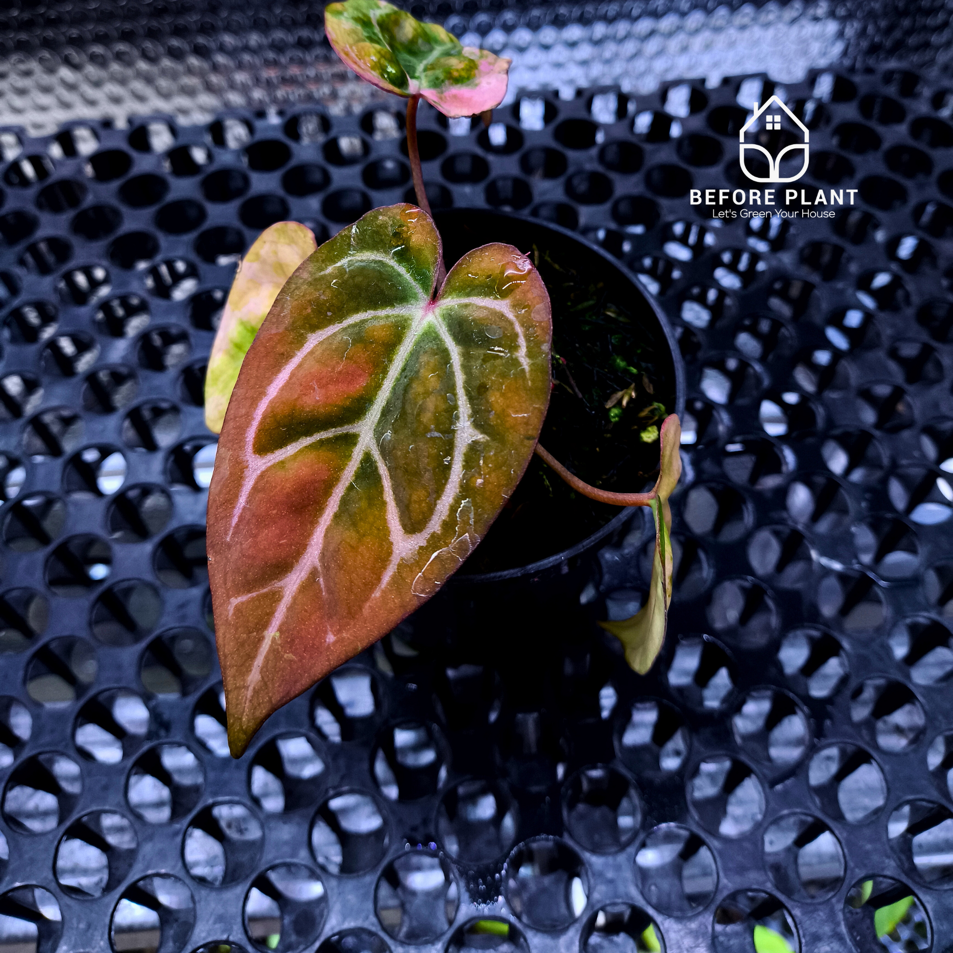 Anthurium Papi Variegated x Carla