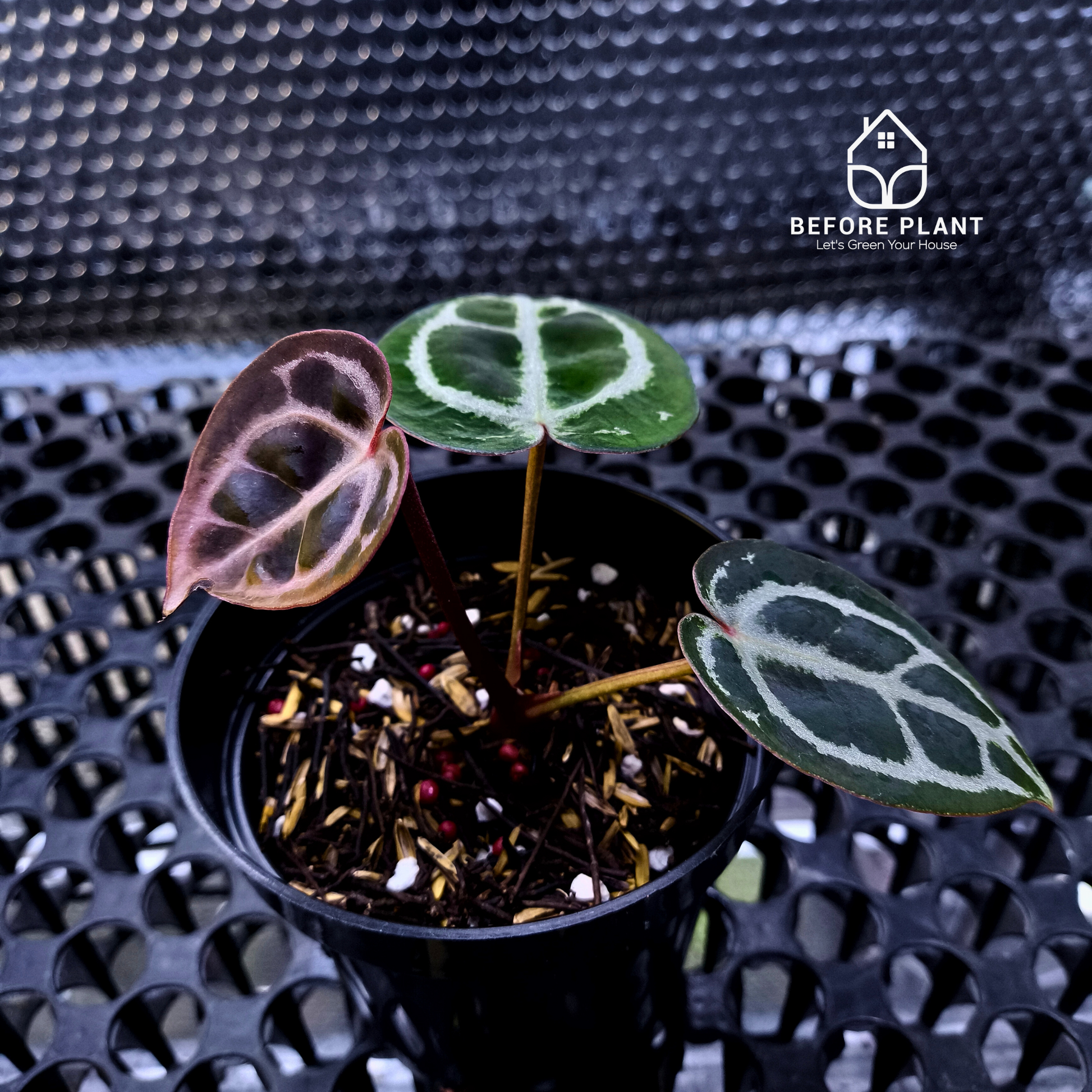 Anthurium Red Tiger