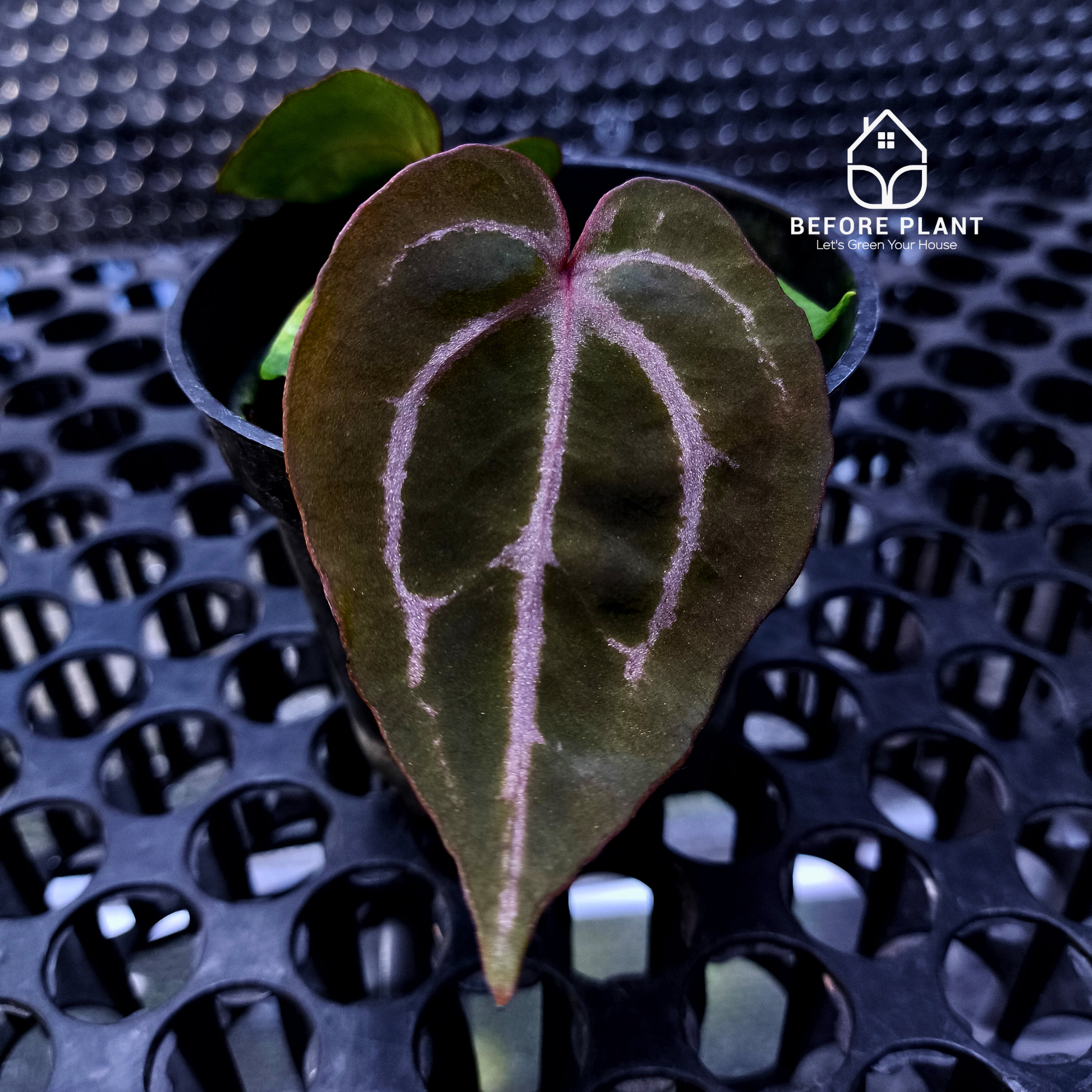 Anthurium Michelle X BVIT ZM RED