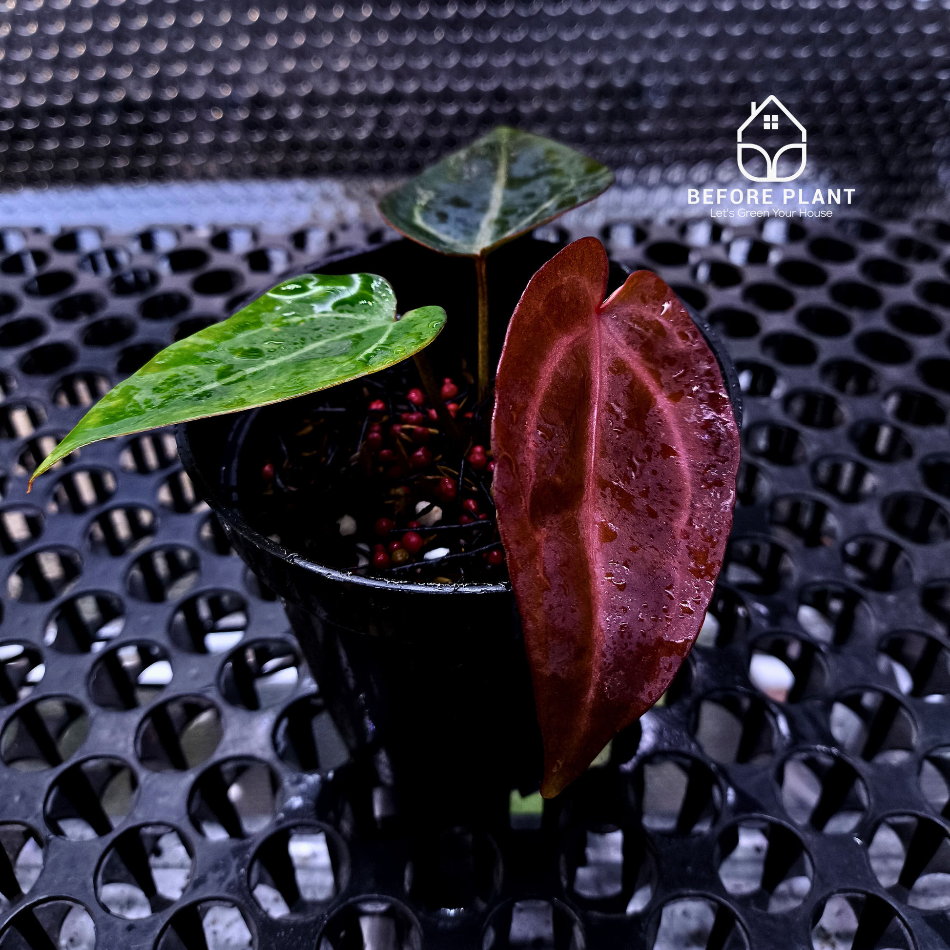 Anthurium ( Dark Handsome x Red Velvet Cake ) x Michelle Variegated