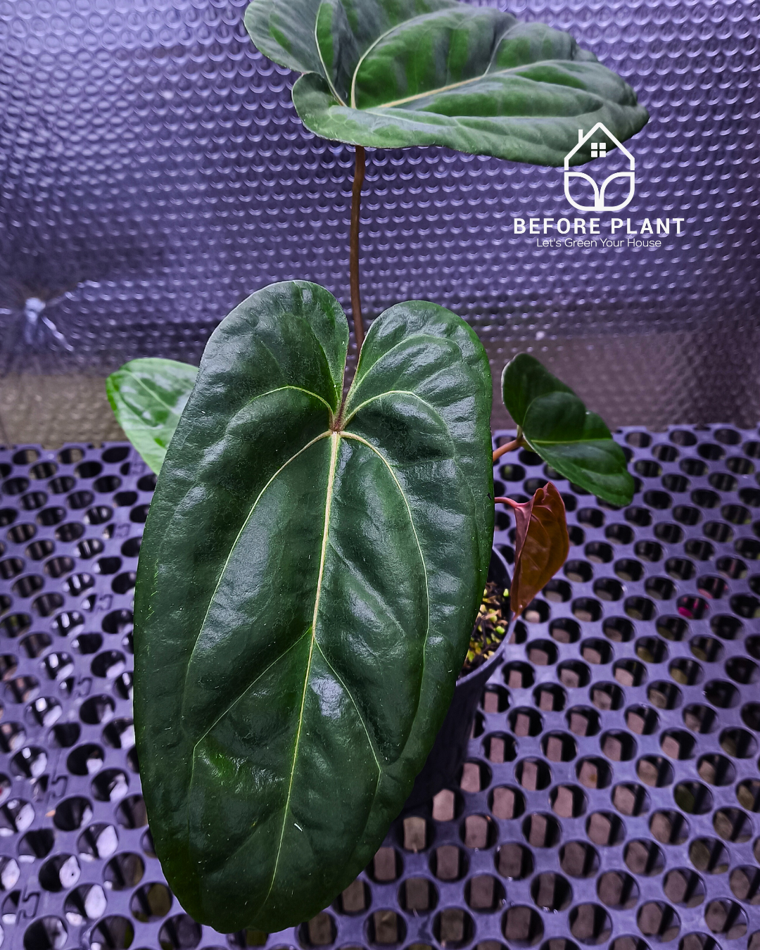 Anthurium Black Velvet Indo Type ( BVIT ) X Red Spider – Beforeplant