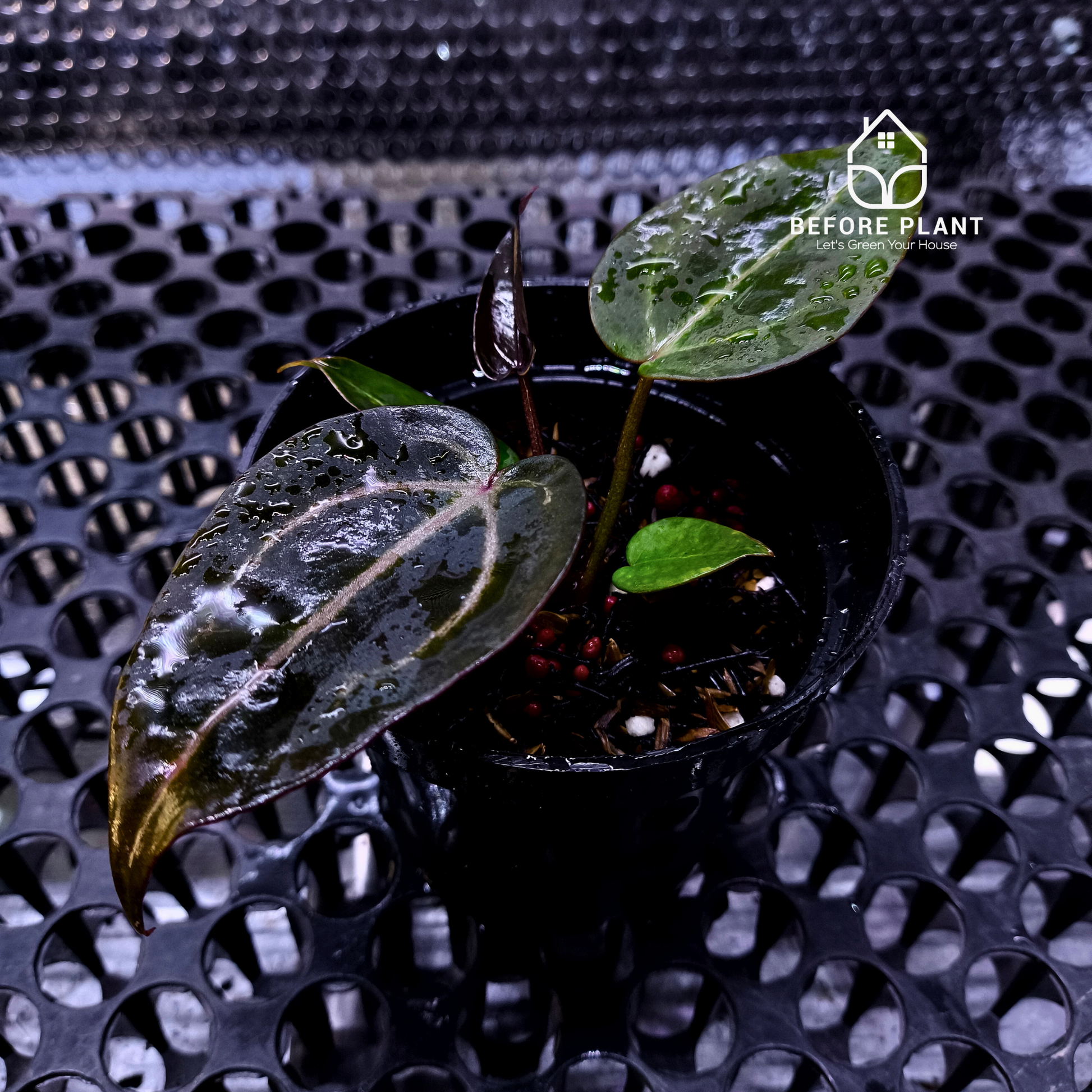 Anthurium ( Dark Handsome x Red Velvet Cake ) x Michelle Variegated