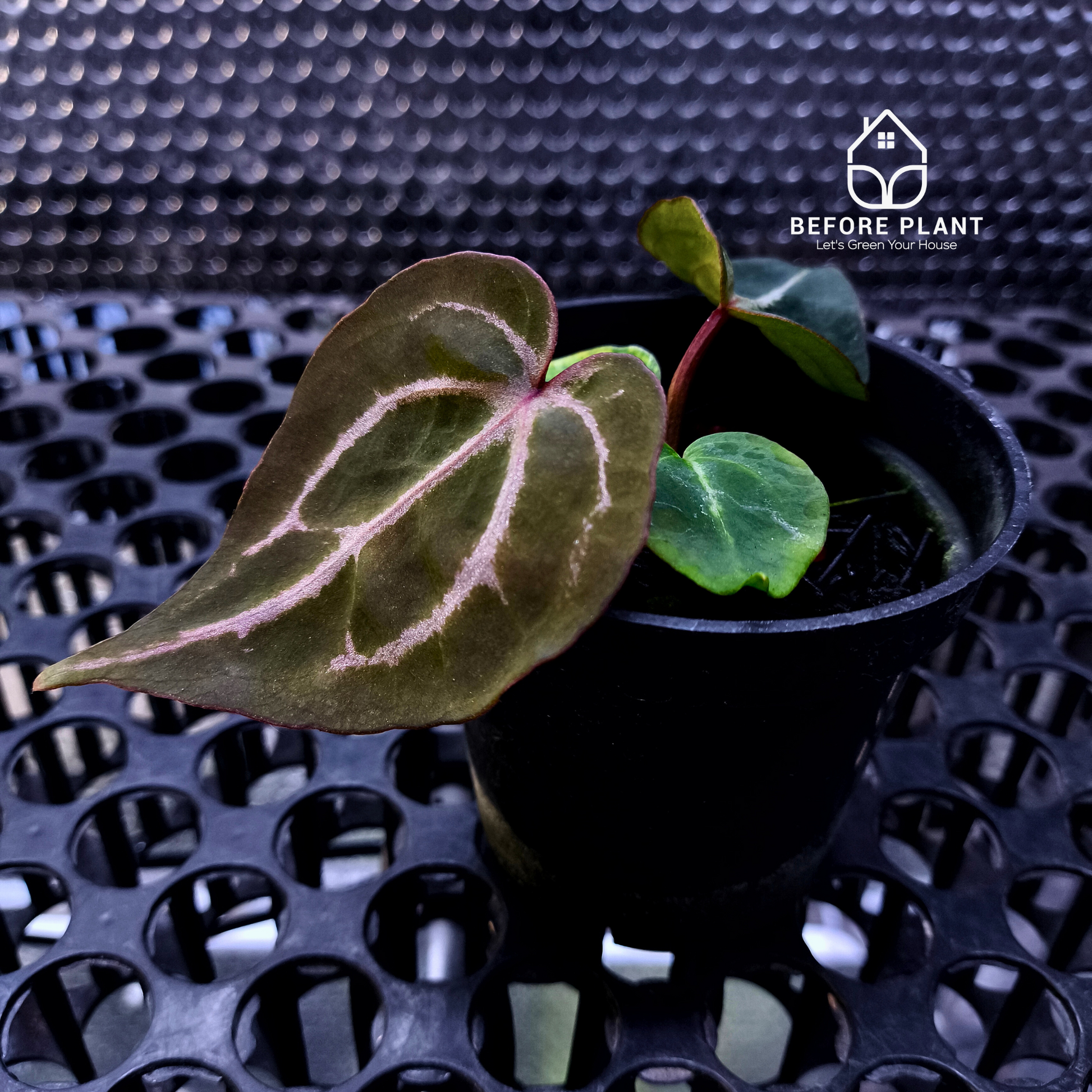 Anthurium Michelle X BVIT ZM RED