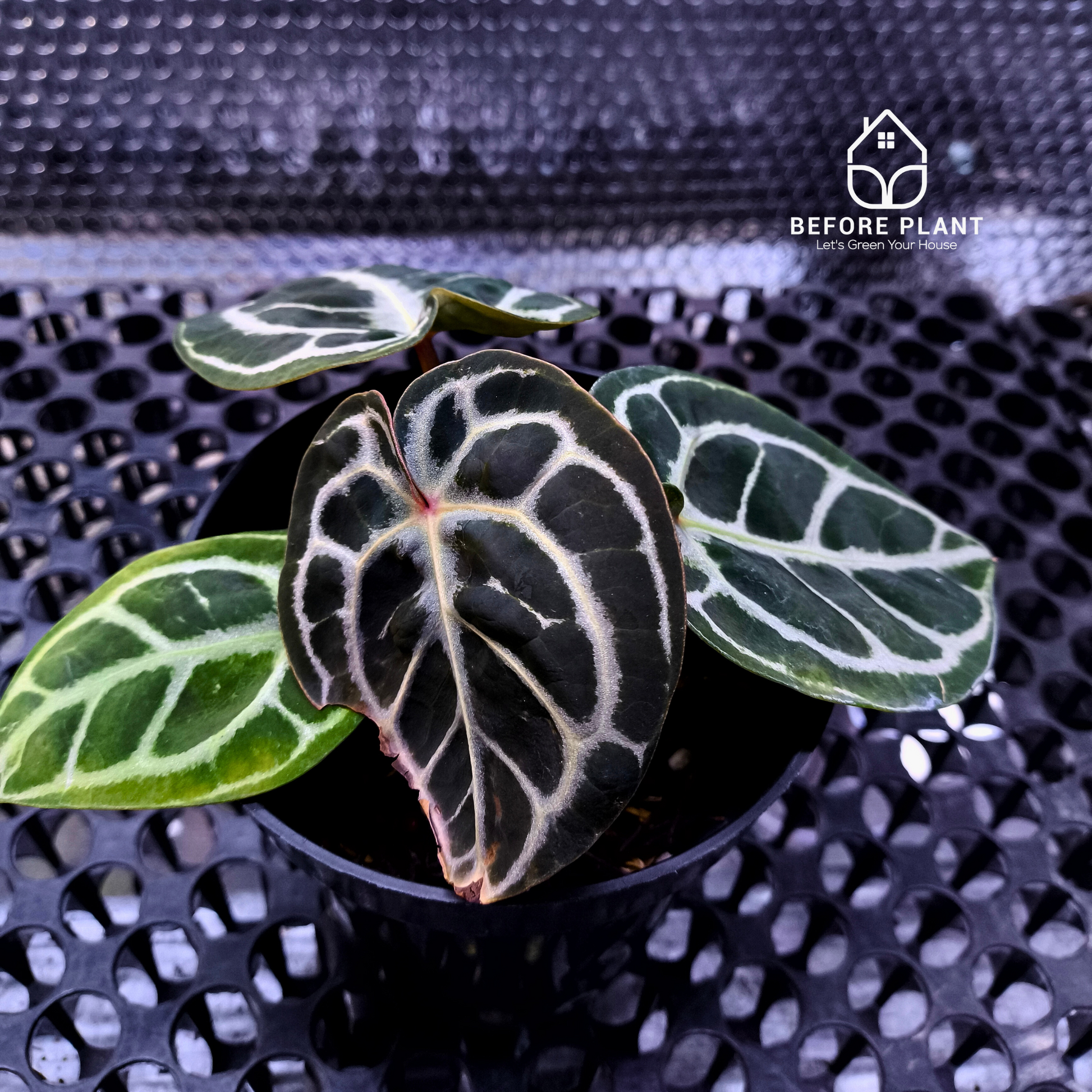 Anthurium Red Tiger