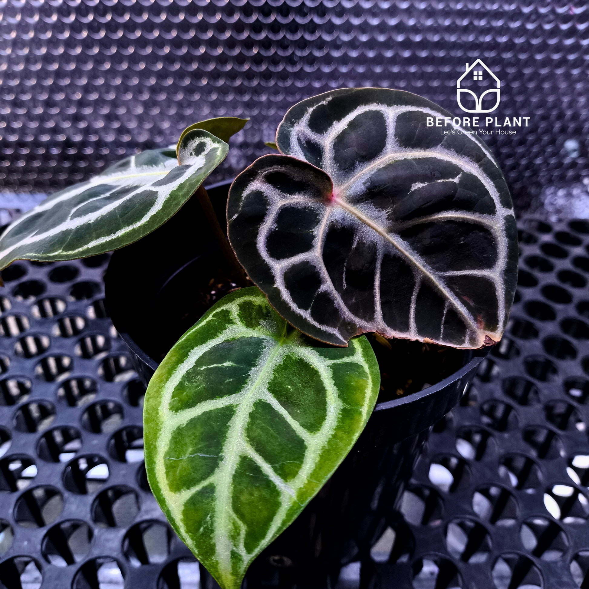 Anthurium Red Tiger
