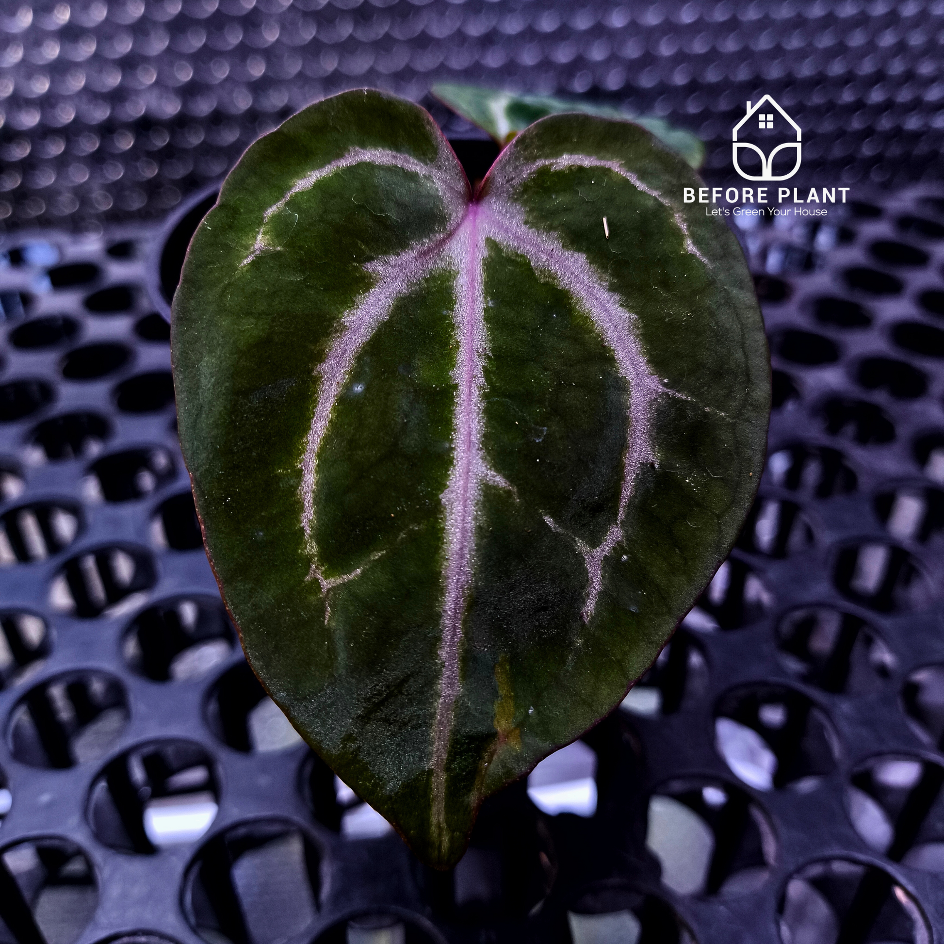 Anthurium Michelle X BVIT ZM RED