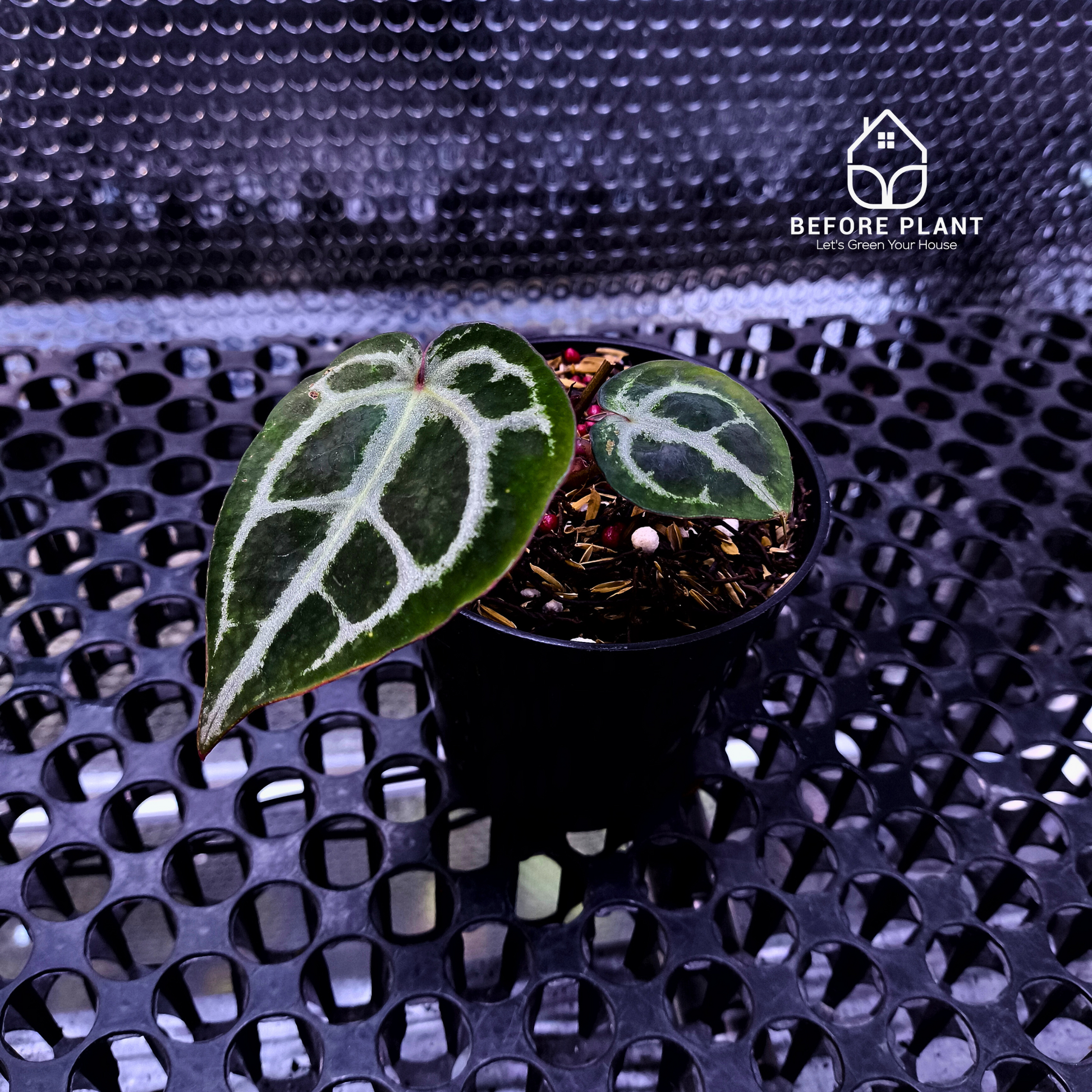 Anthurium Red Tiger