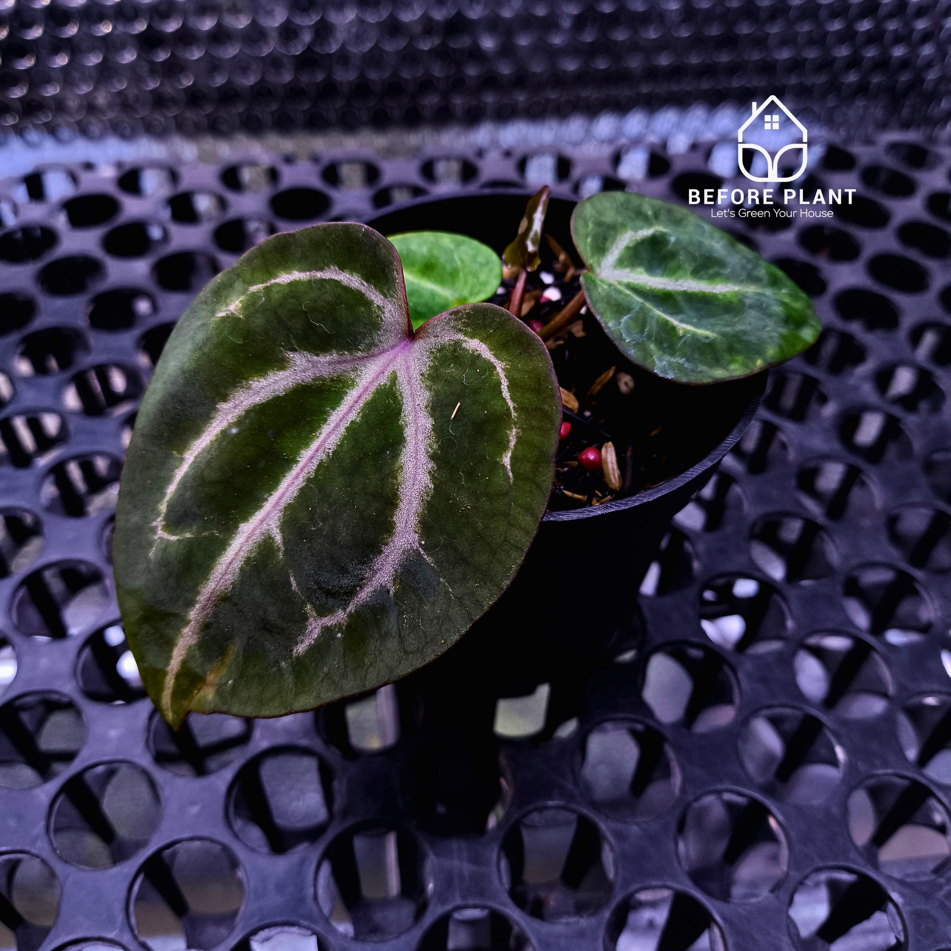 Anthurium Michelle X BVIT ZM RED