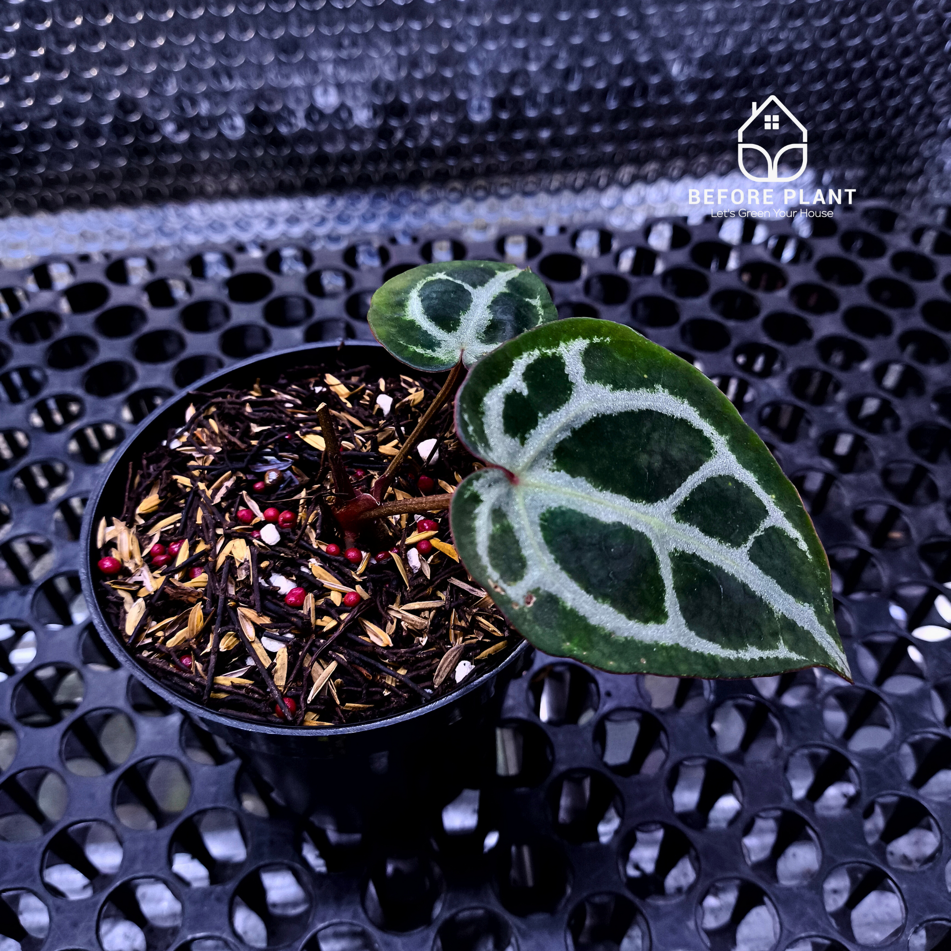 Anthurium Red Tiger