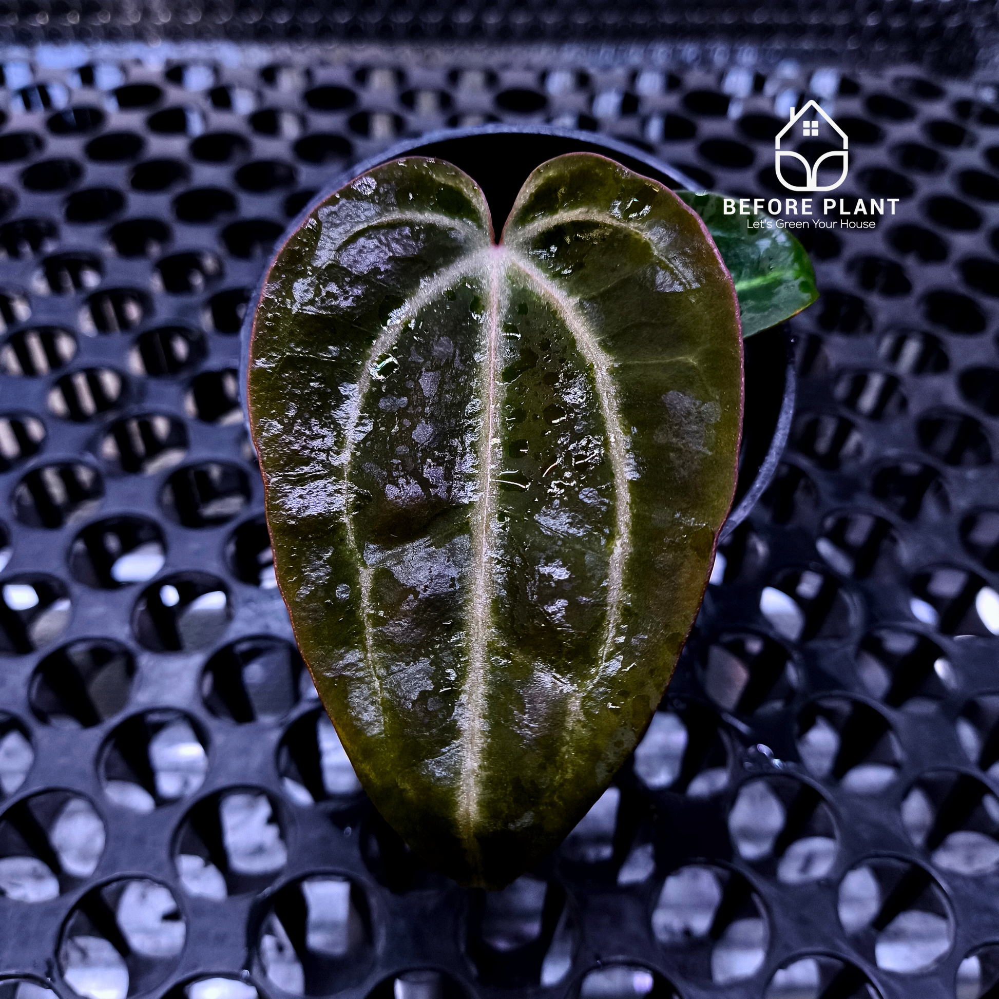 Anthurium ( Dark Handsome x Red Velvet Cake) X Black Venom