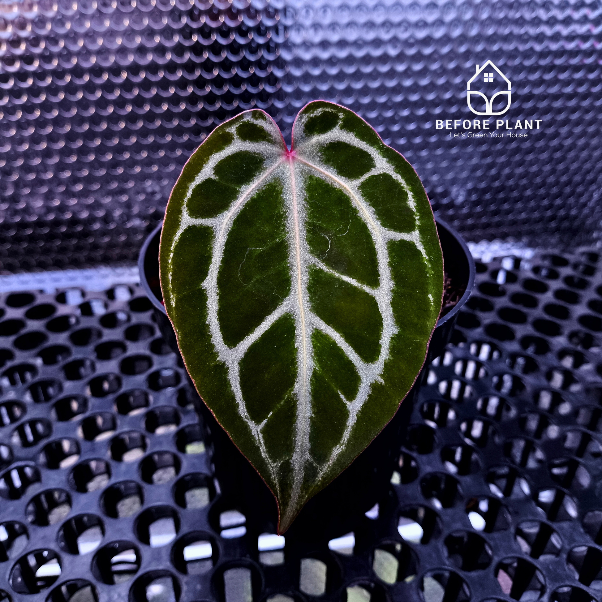 Anthurium Red Tiger