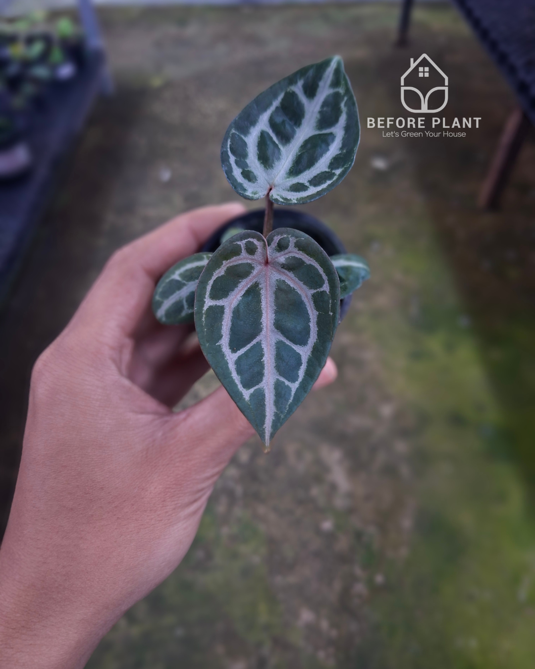 Anthurium SKG Pink Lemonade Black Widow Michelle x Red Tiger