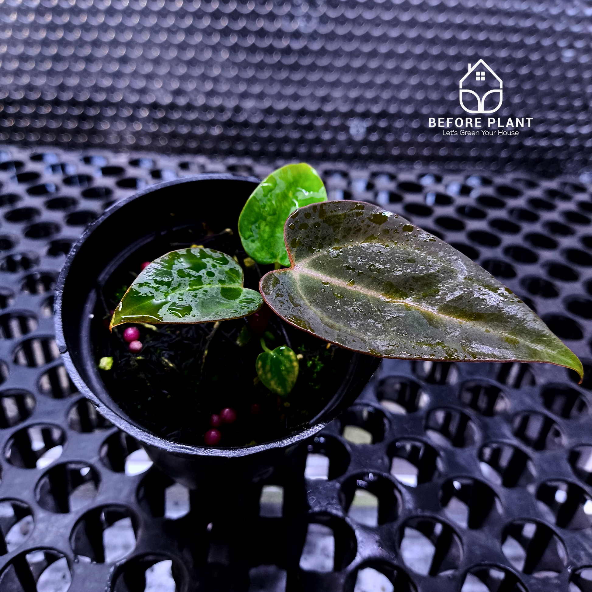 Anthurium ( Dark Handsome x Red Velvet Cake) X Black Venom