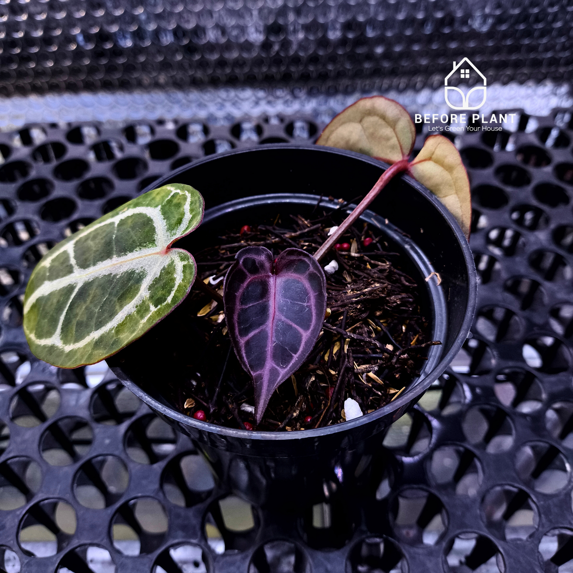 Anthurium Red Tiger