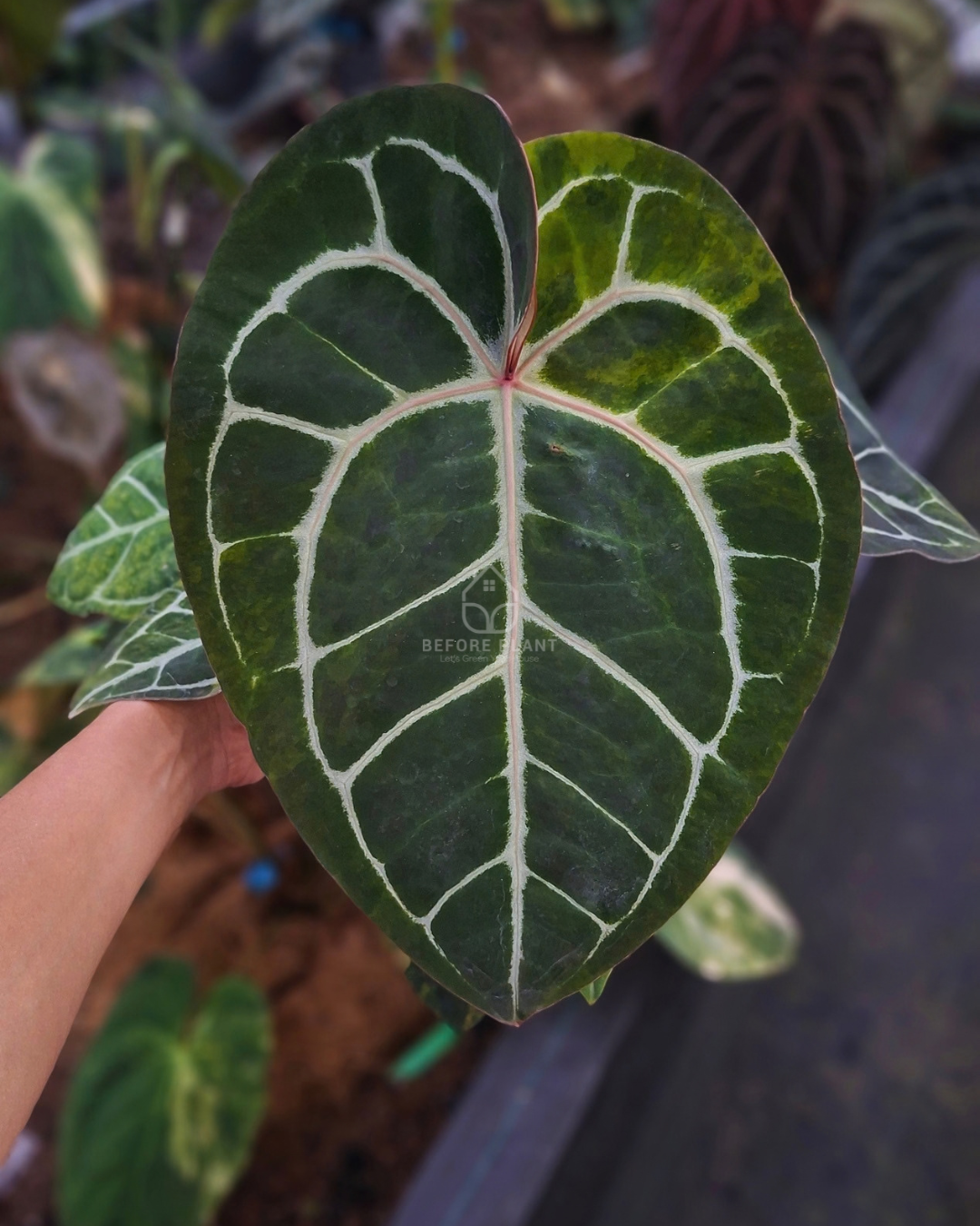 Anthurium Michelle Variegated x Tortoise Grey – Beforeplant