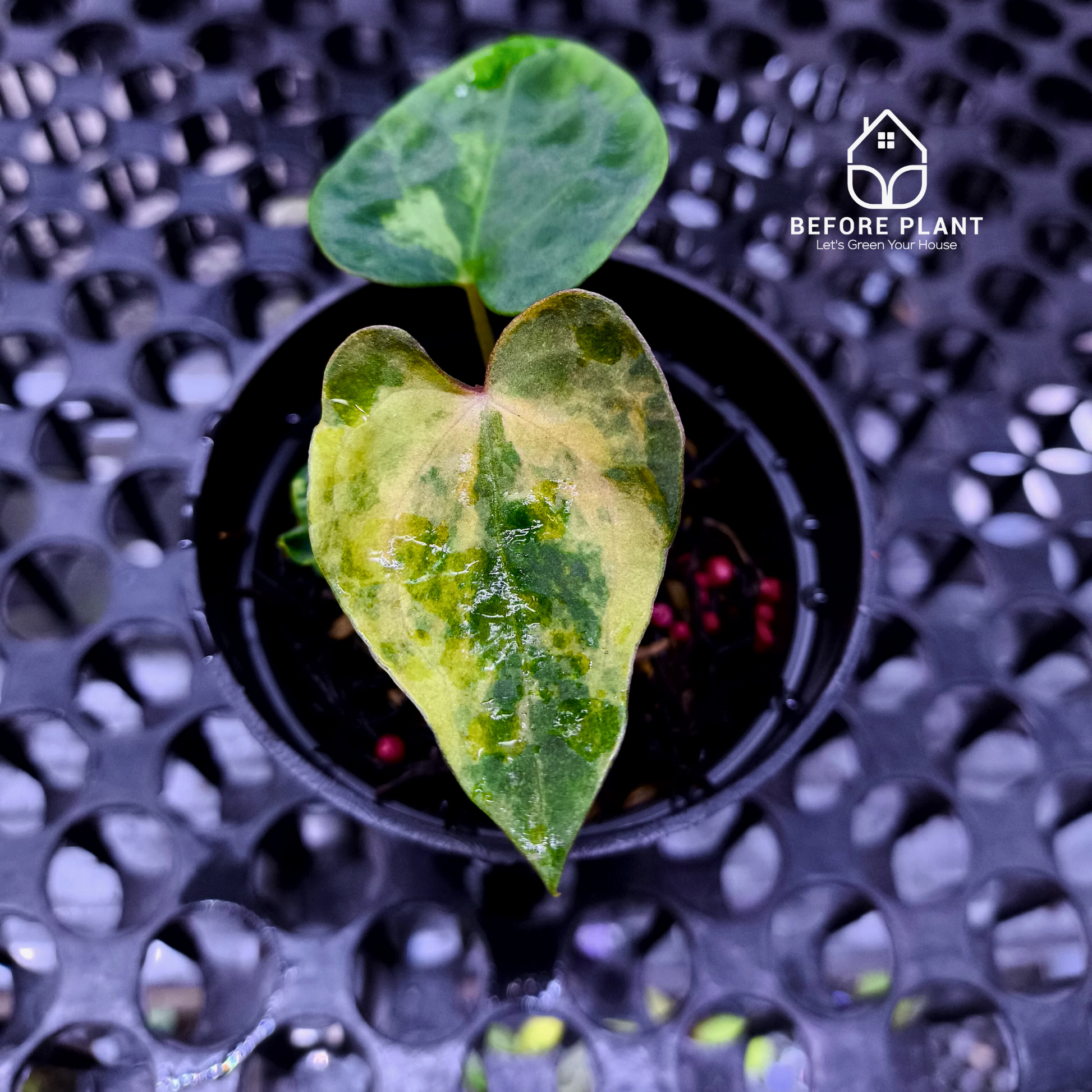 Anthurium Papi Variegated x Gunayala