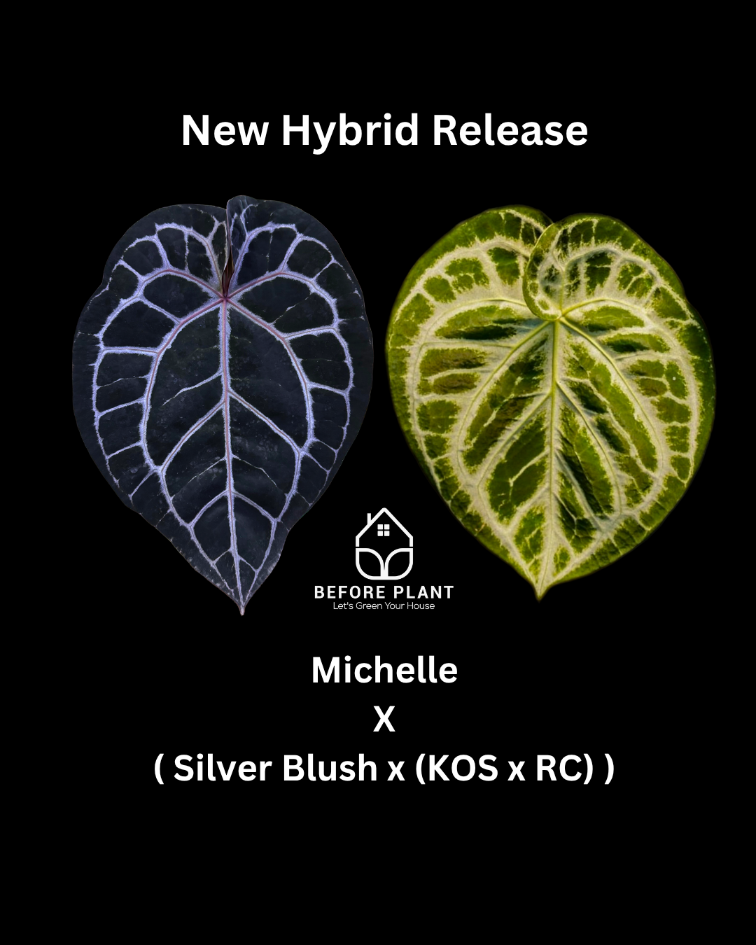 Anthurium Michelle X ( Silver Blush x (King of spades x Red Crystal) )