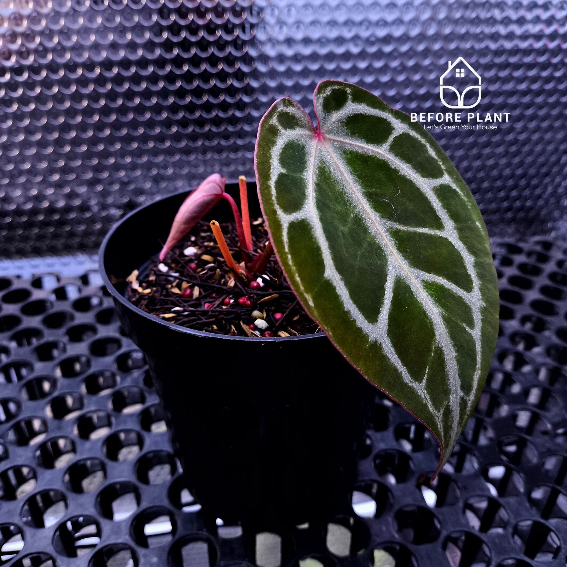 Anthurium Red Tiger