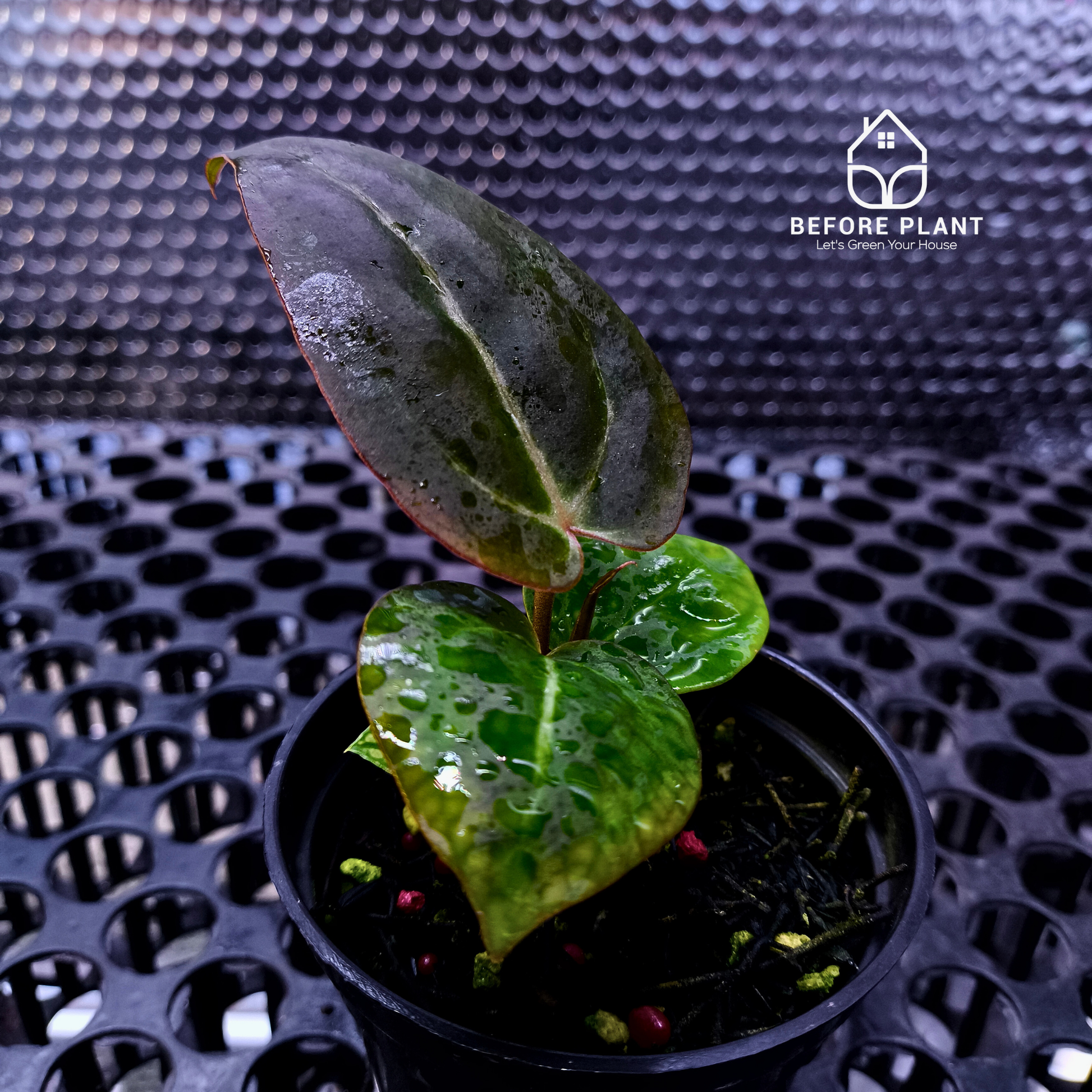 Anthurium ( Dark Handsome x Red Velvet Cake) X Black Venom