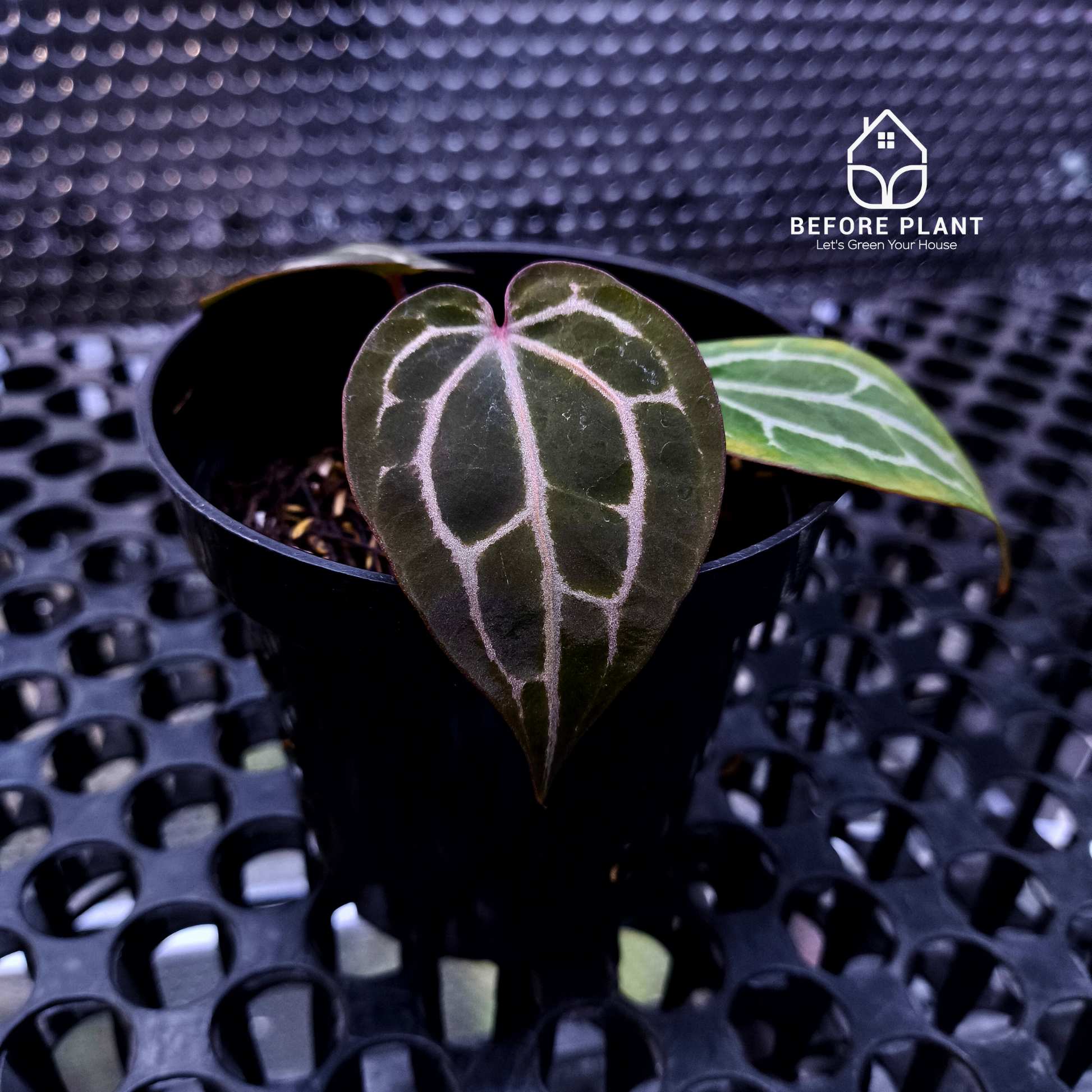 Anthurium Red Tiger