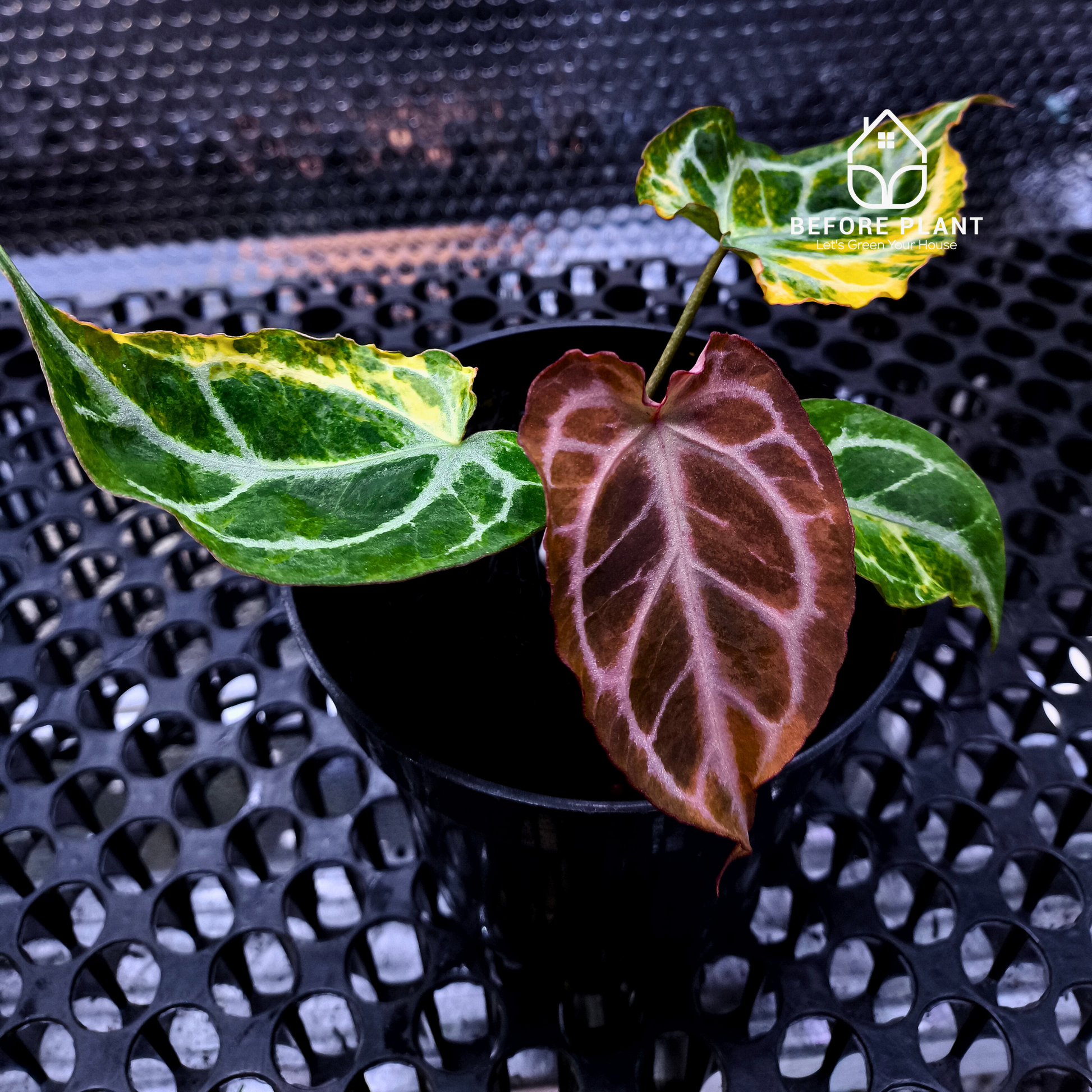Anthurium Silver Tail Variegated