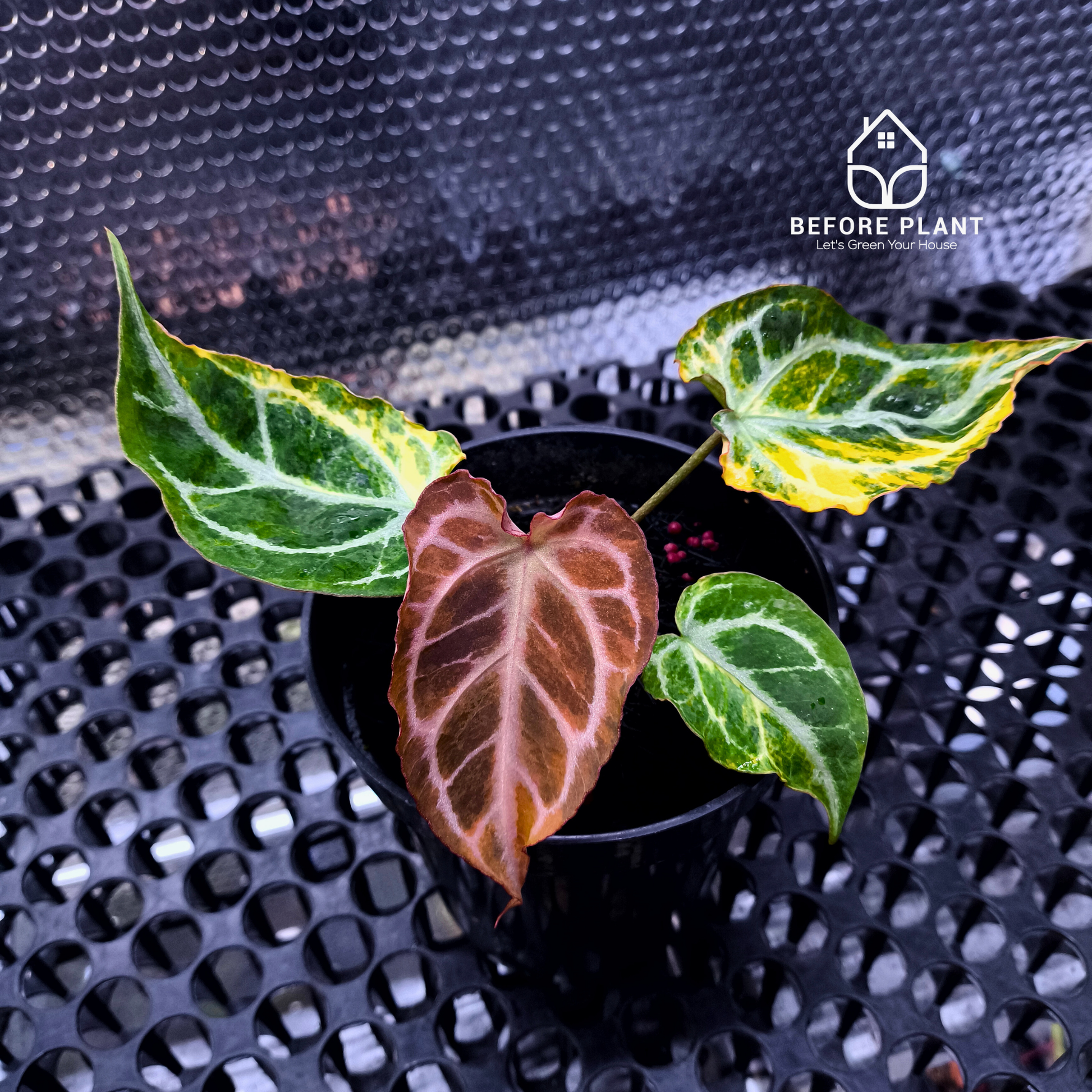 Anthurium Silver Tail Variegated