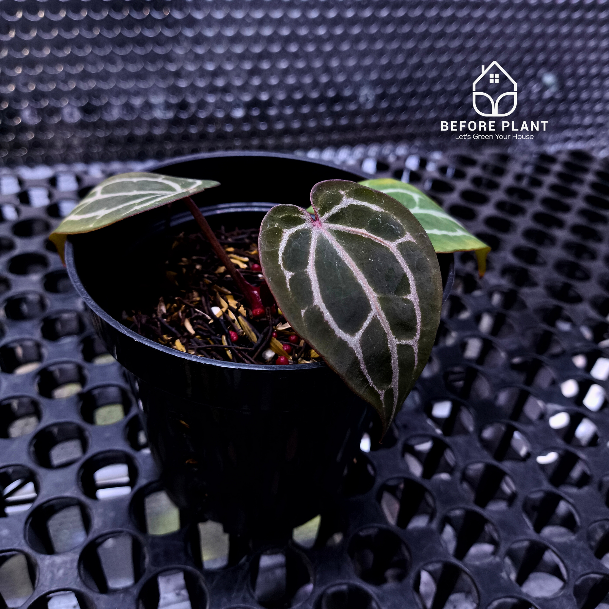 Anthurium Red Tiger