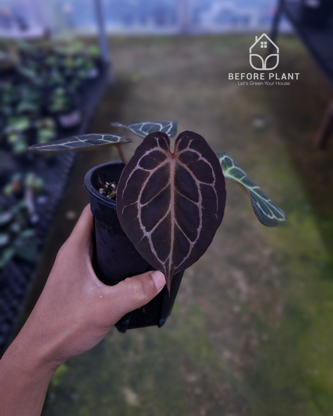 アンスリウム　red tiger Anthurium Red Tiger Mutation – Beforeplant