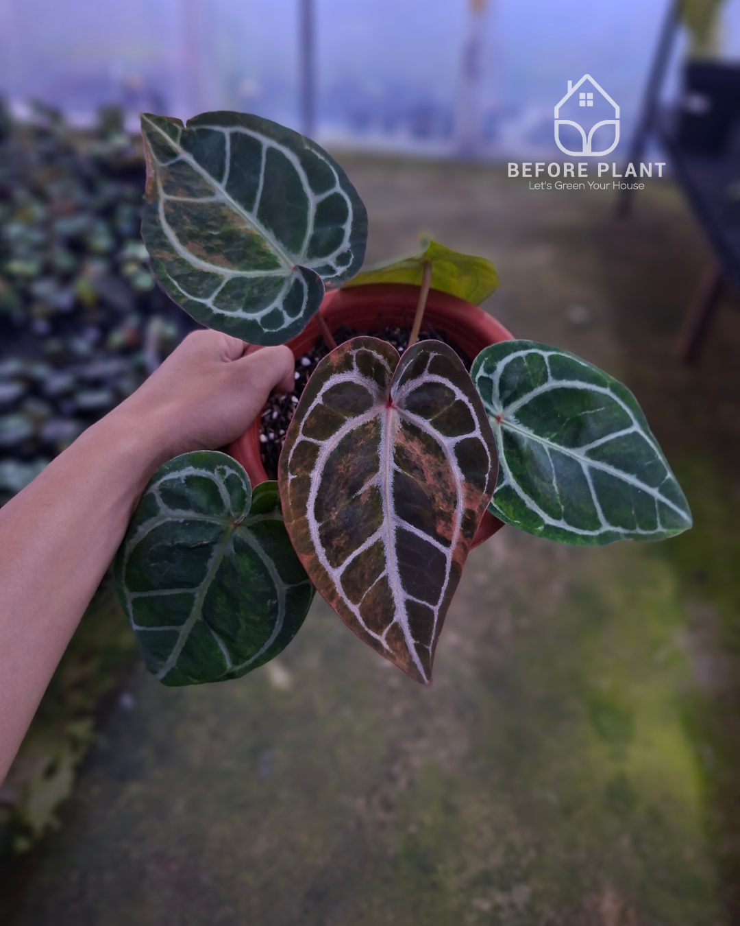 Anthurium Michelle Variegated x Tortoise Grey – Beforeplant