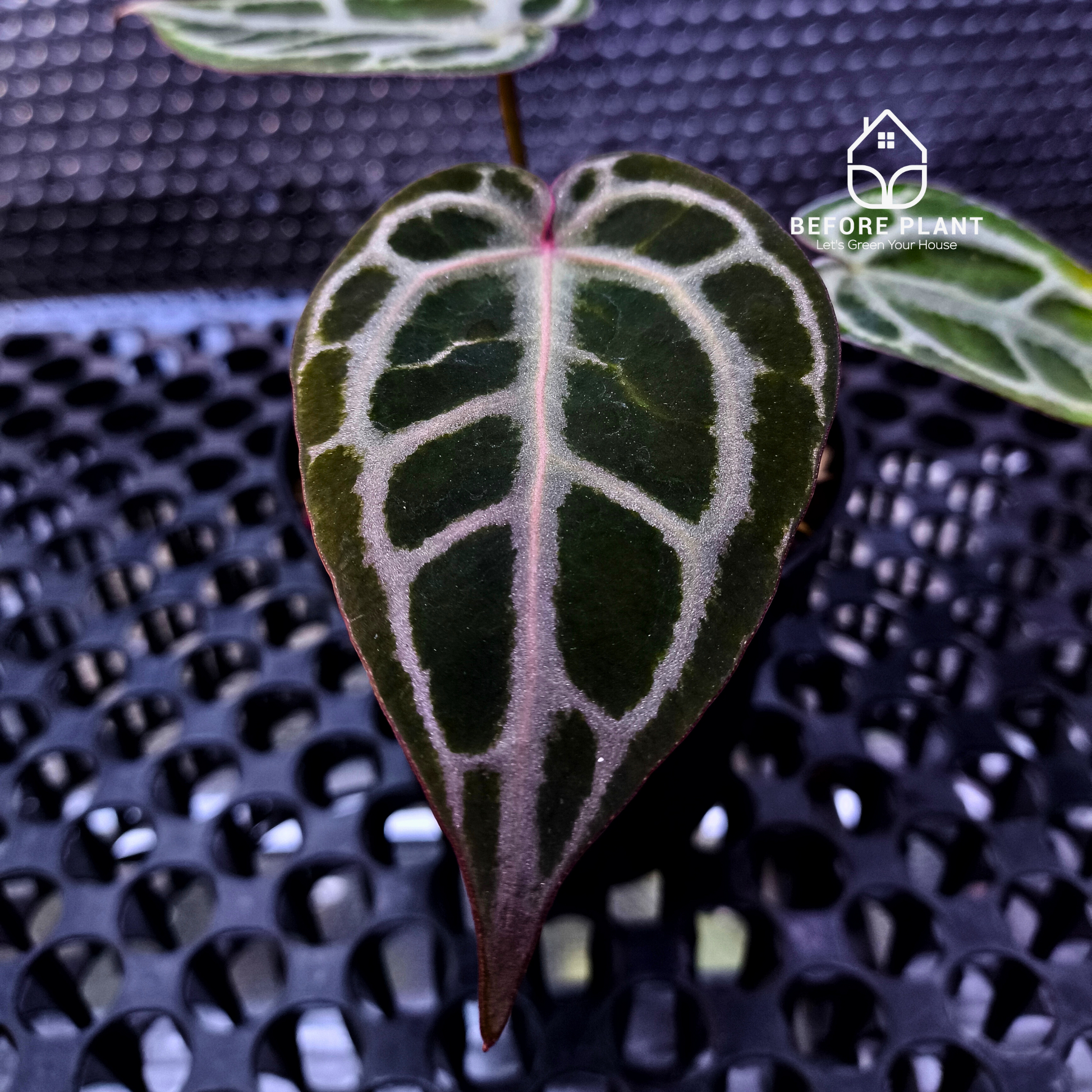 Anthurium Red Tiger