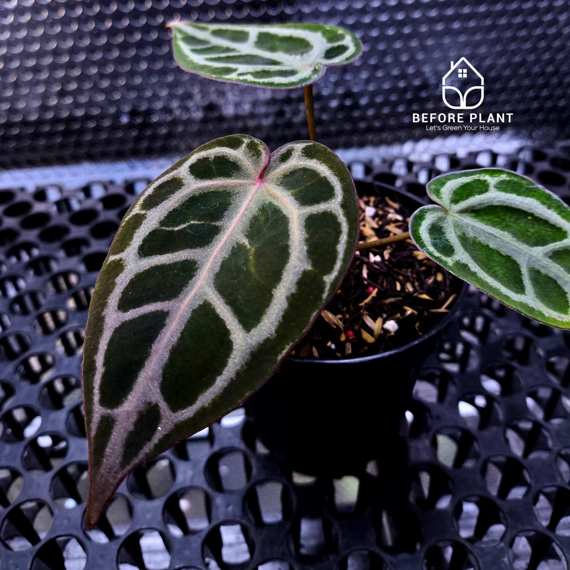 Anthurium Red Tiger