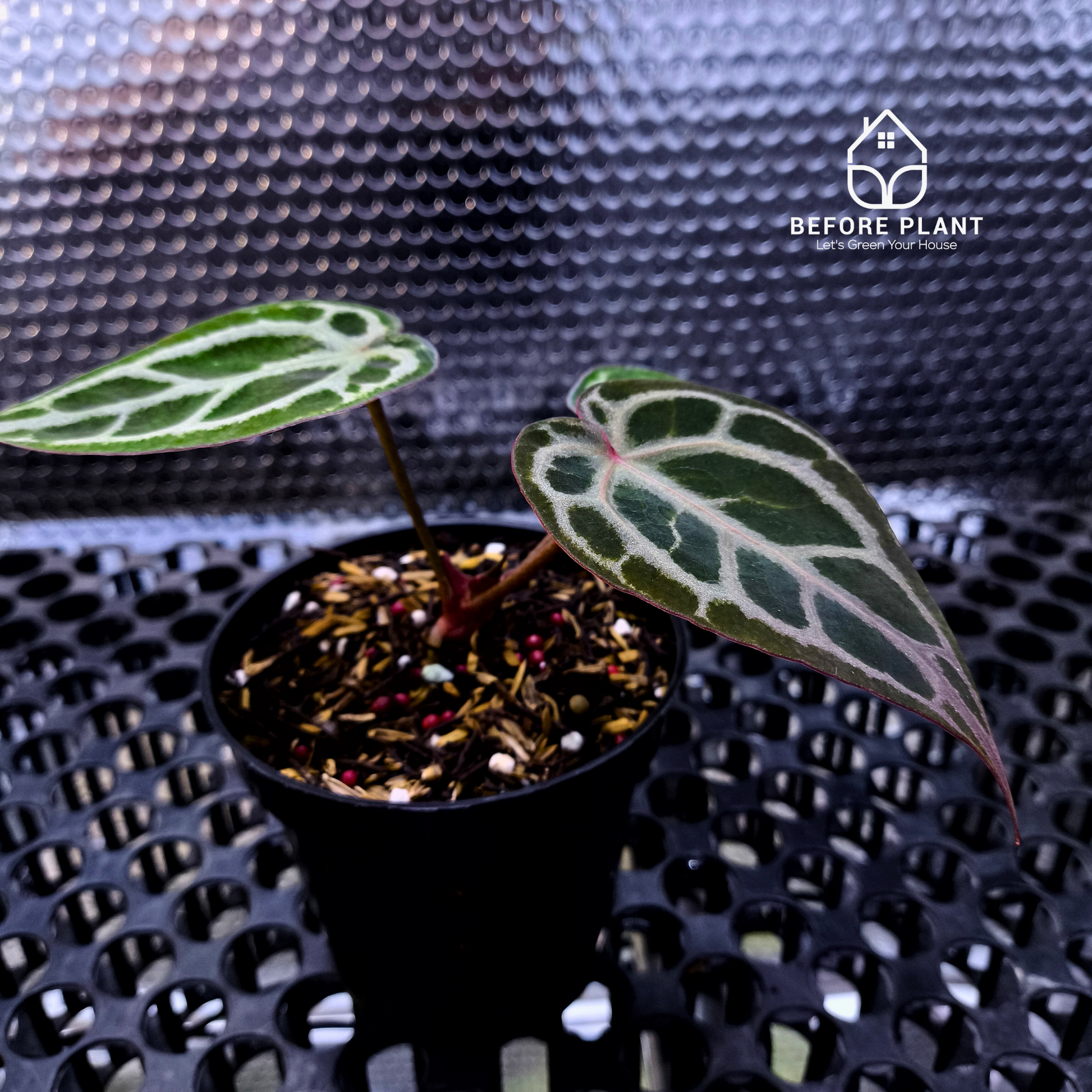 Anthurium Red Tiger
