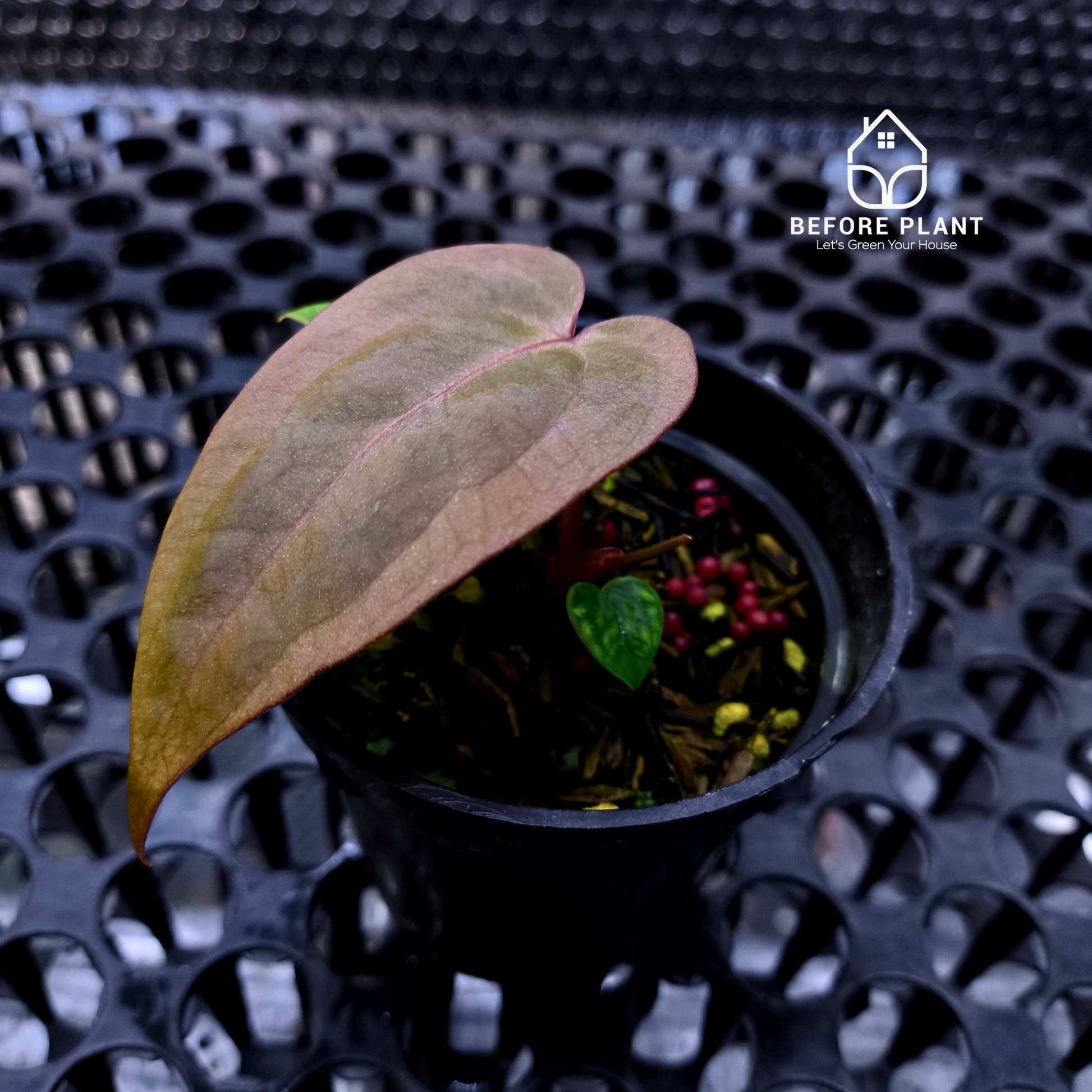 Anthurium Dark Handsome X Black Muscle