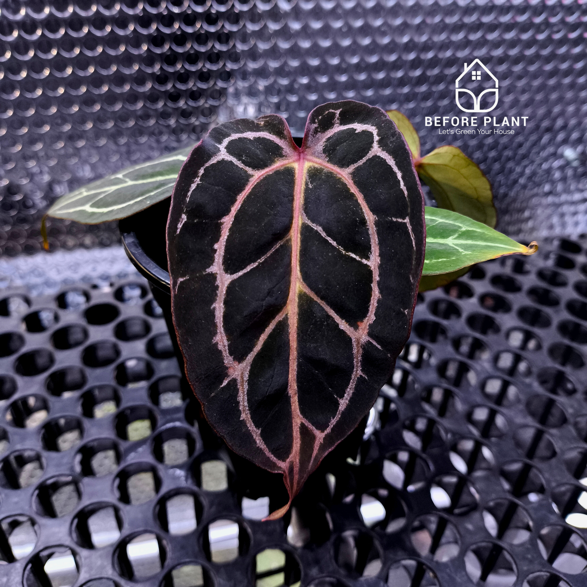 Anthurium Red Tiger