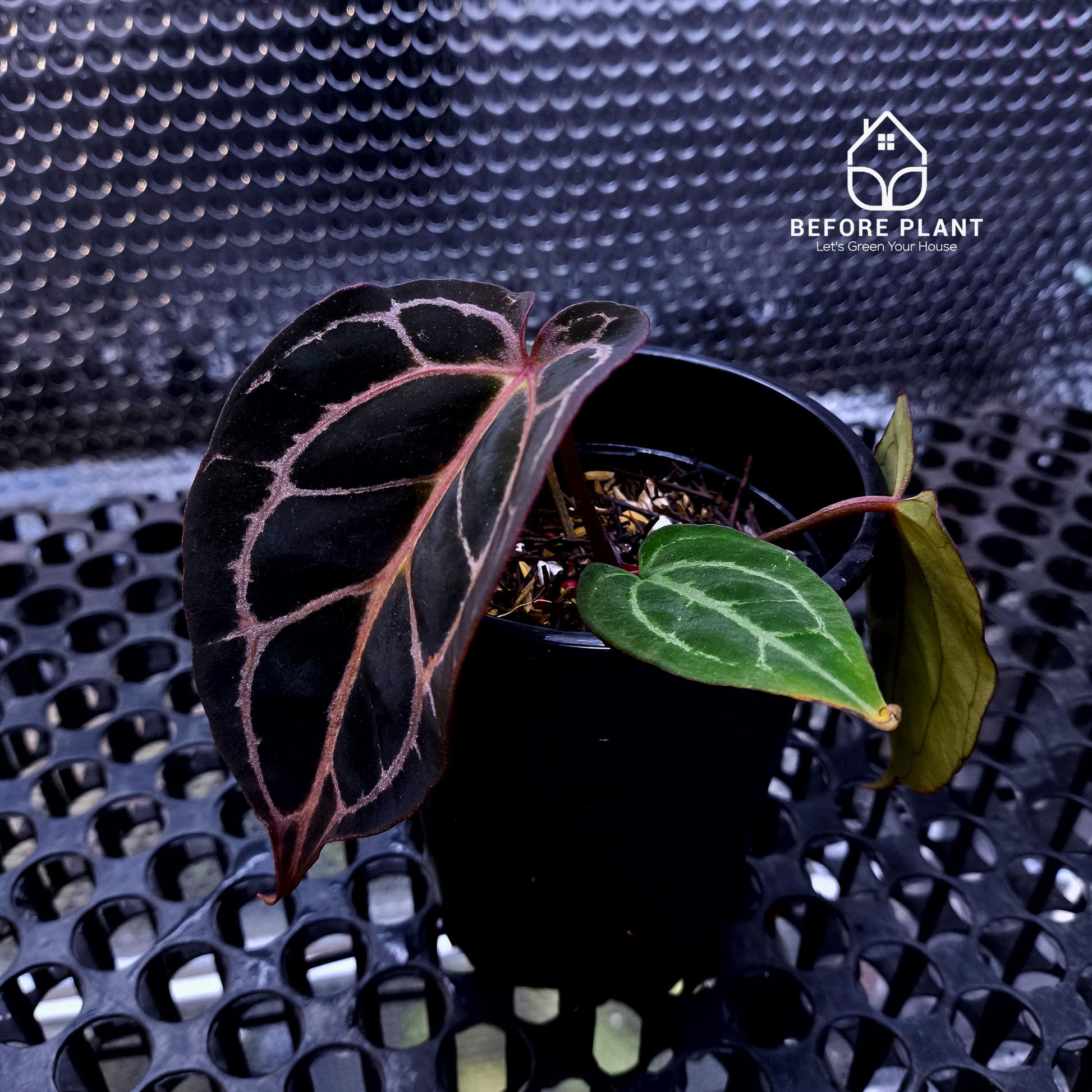 Anthurium Red Tiger