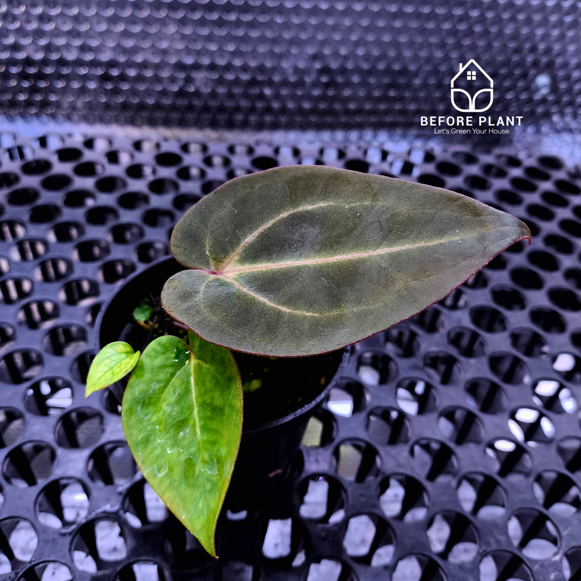 Anthurium Dark Handsome X Black Muscle