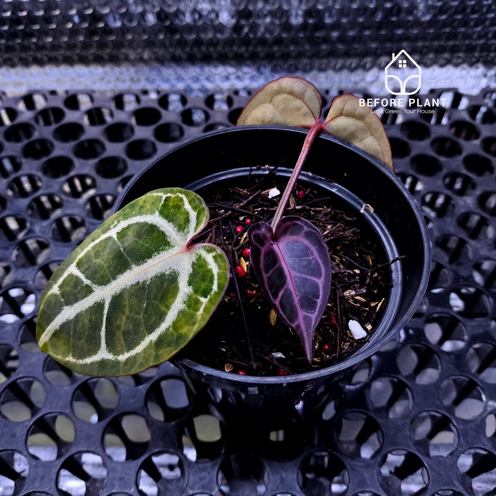 Anthurium Red Tiger