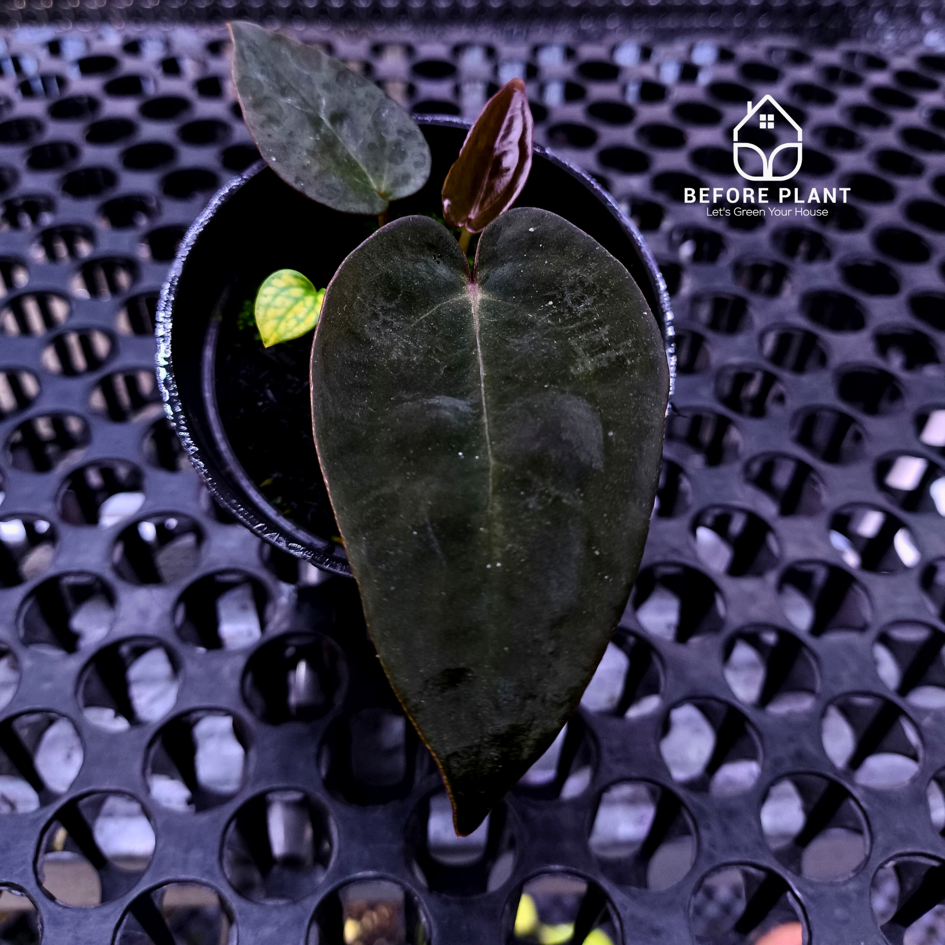 Anthurium Dark Handsome X Black Muscle