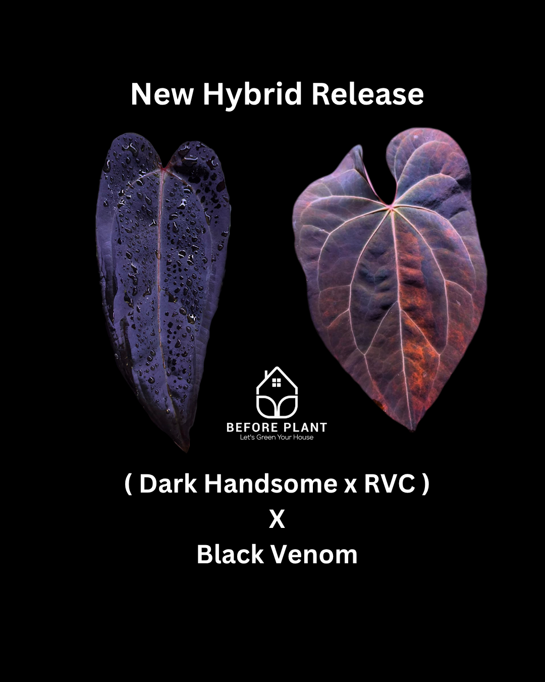 Anthurium ( Dark Handsome x Red Velvet Cake) X Black Venom