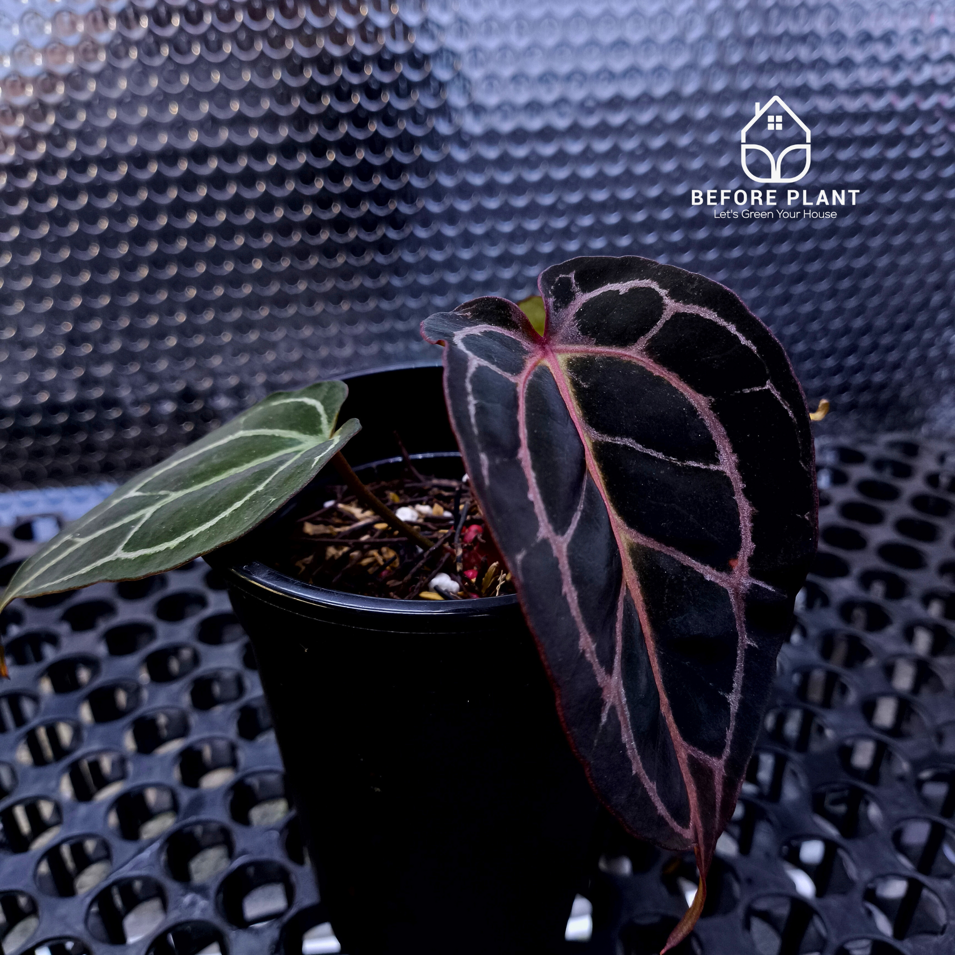 Anthurium Red Tiger