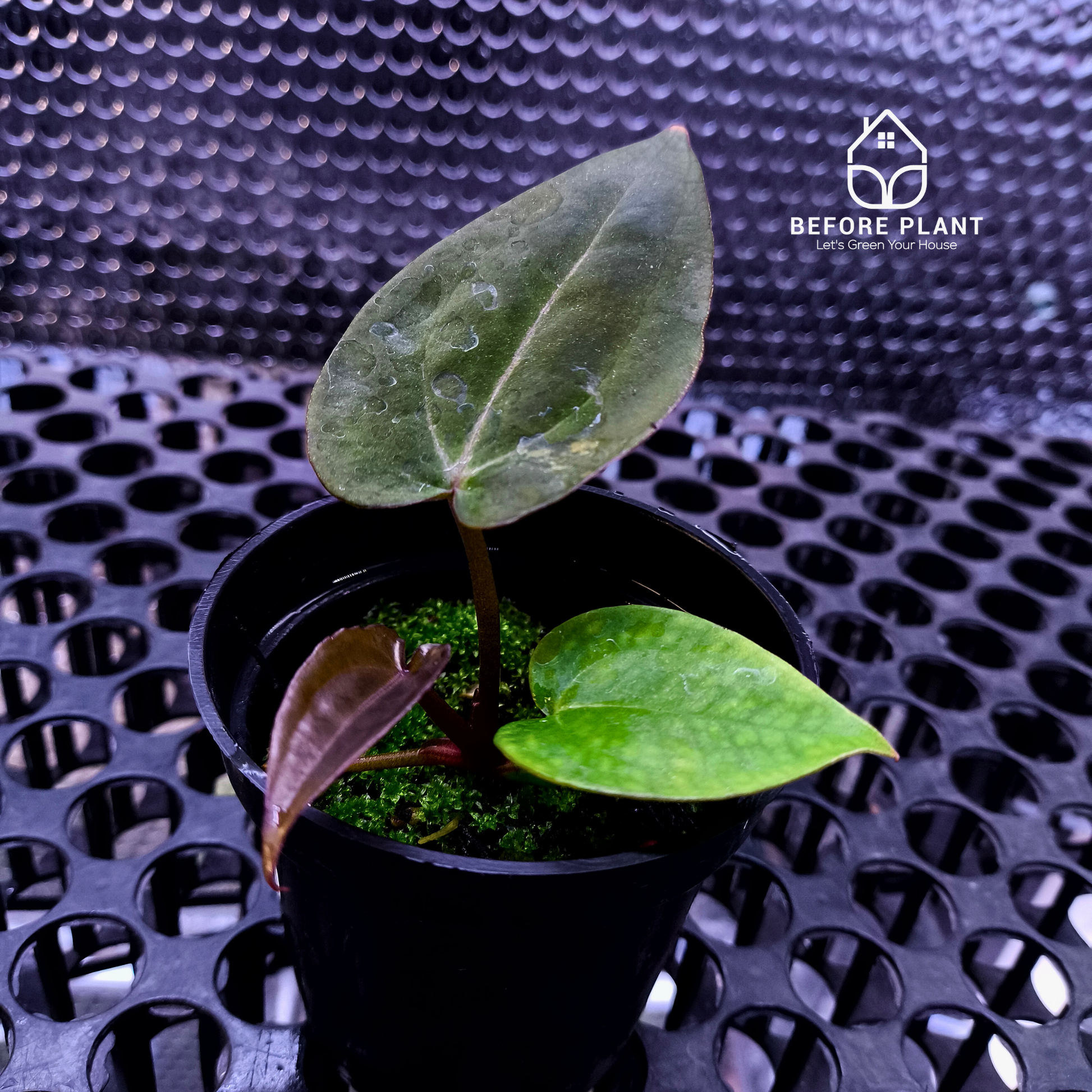 Anthurium Dark Handsome X Black Muscle