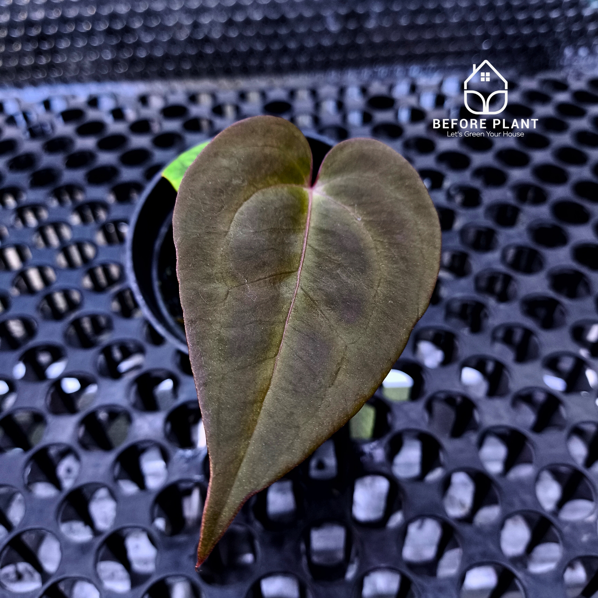 Anthurium Dark Handsome X Black Muscle